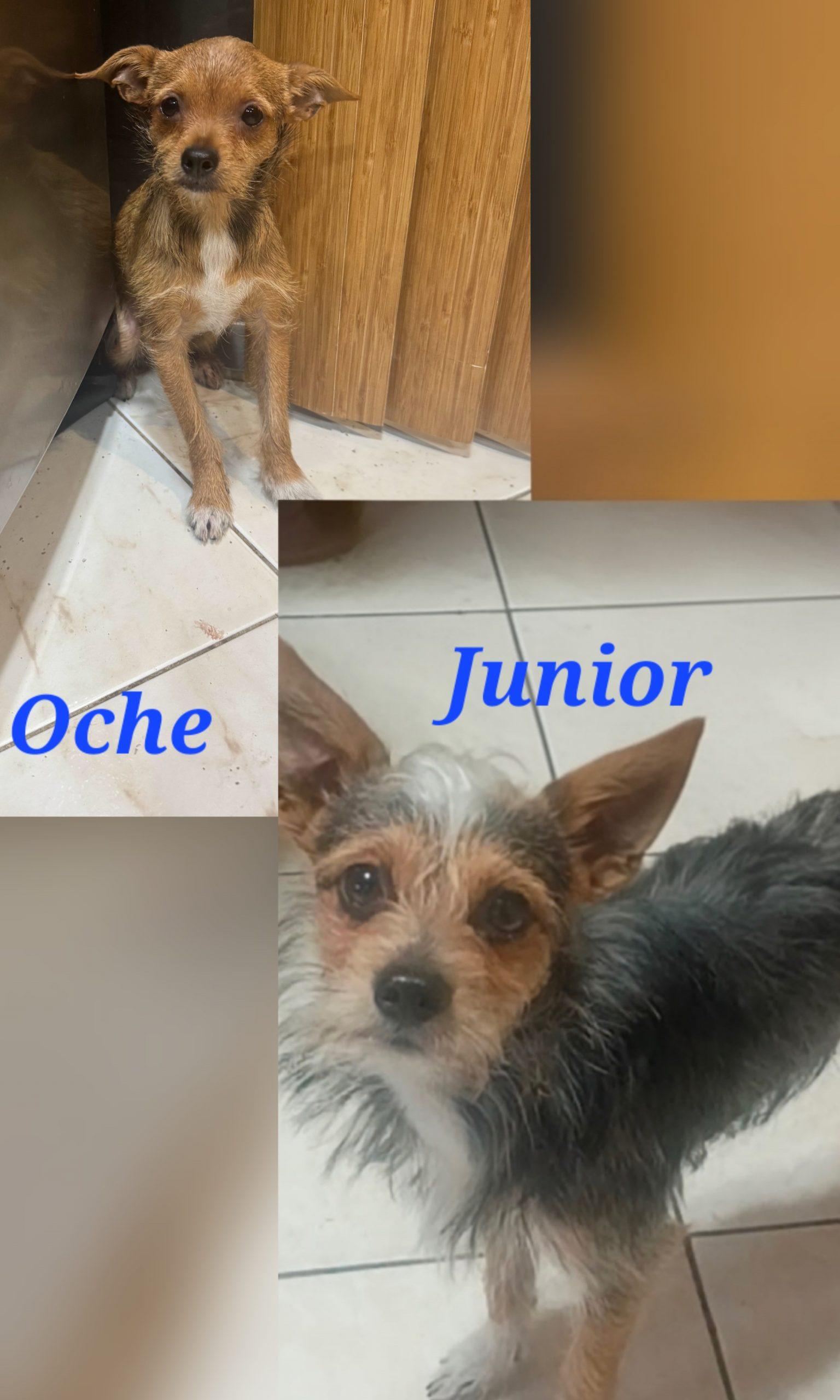 Enlarge Oche & Junior, a Adoptable mixed breed in Fort Lauderdale, FL image 1/1