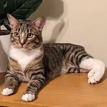 Tommy (plus Mary) *COURTESY POST*, an adoptable Tabby, Domestic Short Hair in Sacramento, CA, 95834 | Photo Image 1