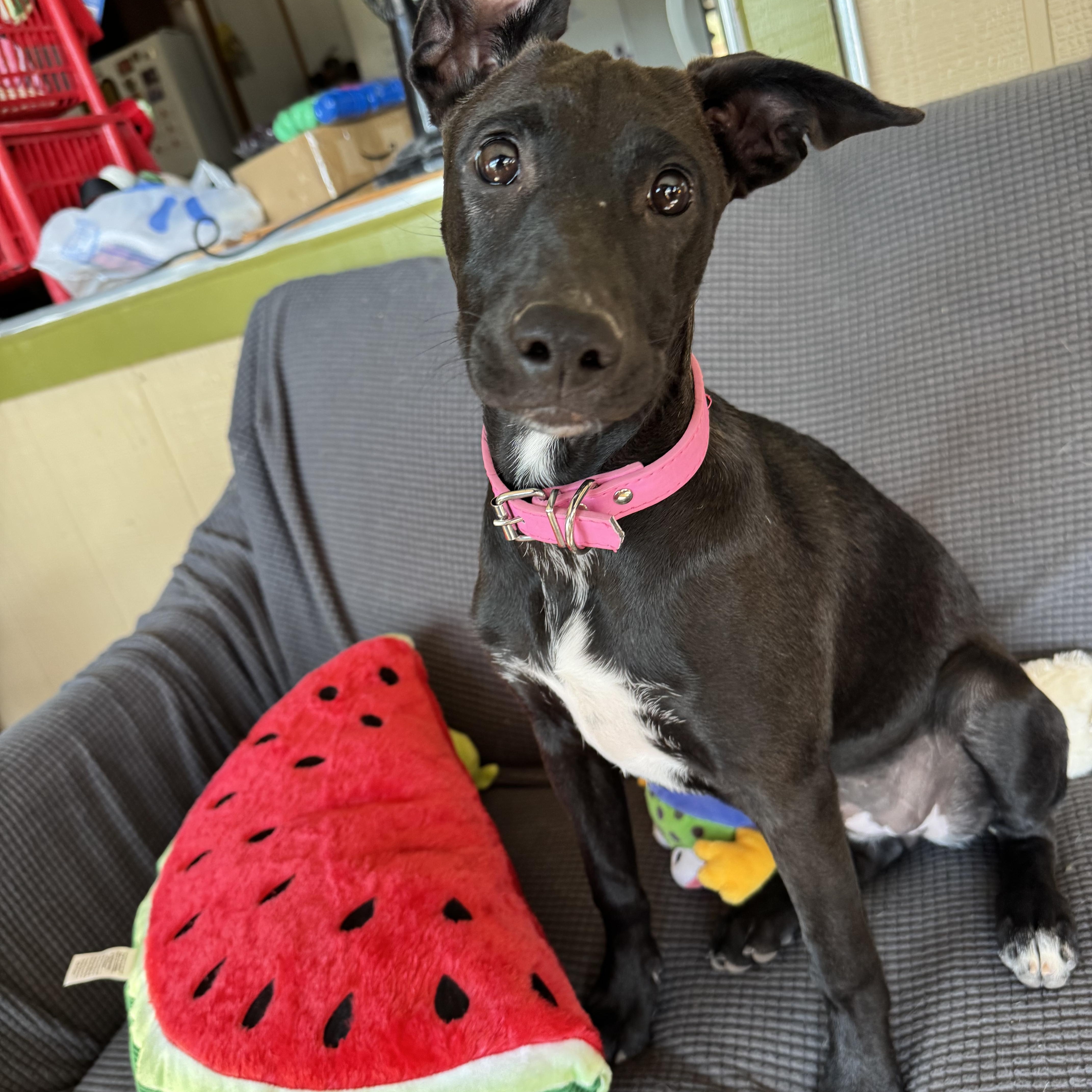Enlarge Janet, a Adoptable mixed breed in Williamsburg, NM image 3/6