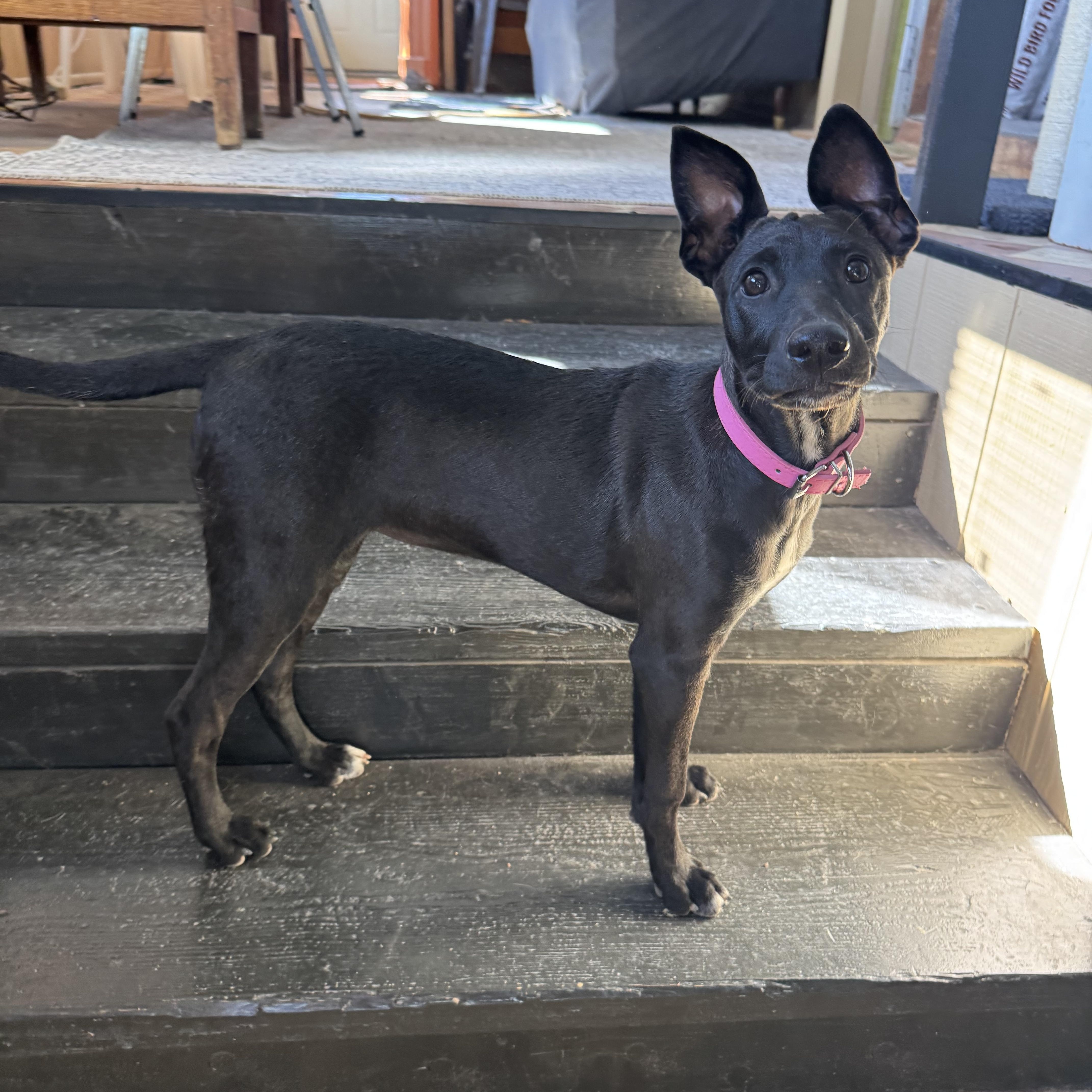 Enlarge Janet, a Adoptable mixed breed in Williamsburg, NM image 5/6