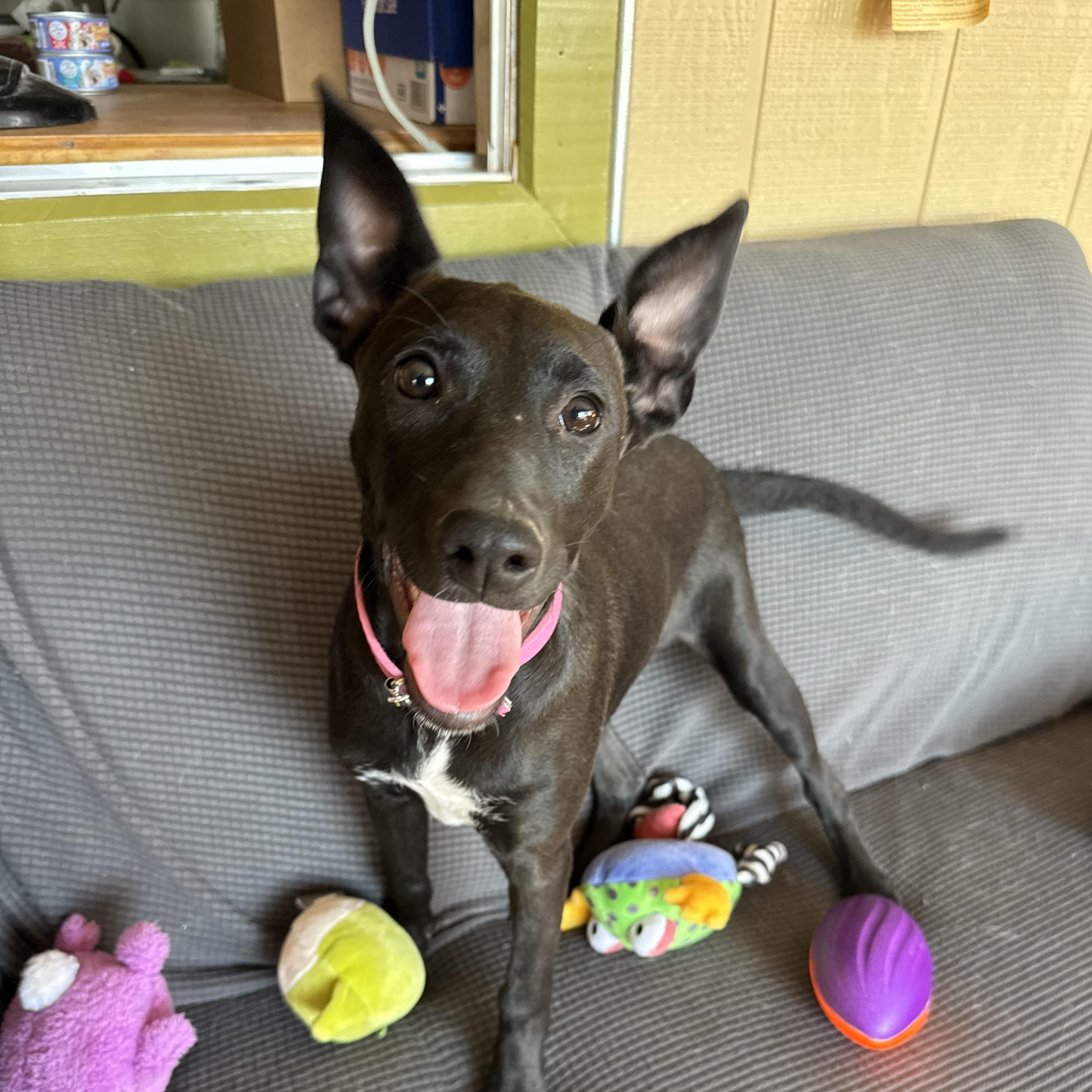 Enlarge Janet, a Adoptable mixed breed in Williamsburg, NM image 1/6