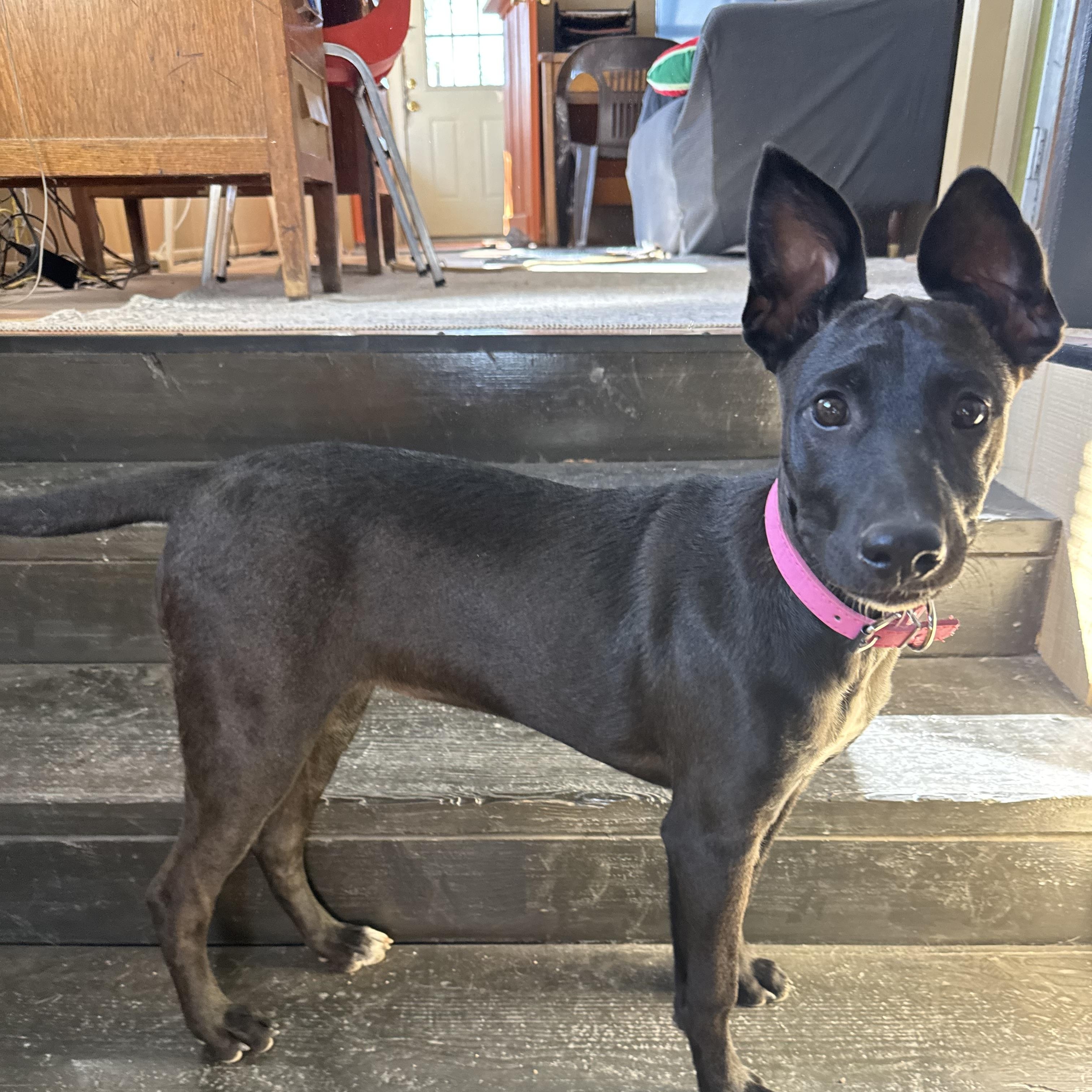 Enlarge Janet, a Adoptable mixed breed in Williamsburg, NM image 6/6