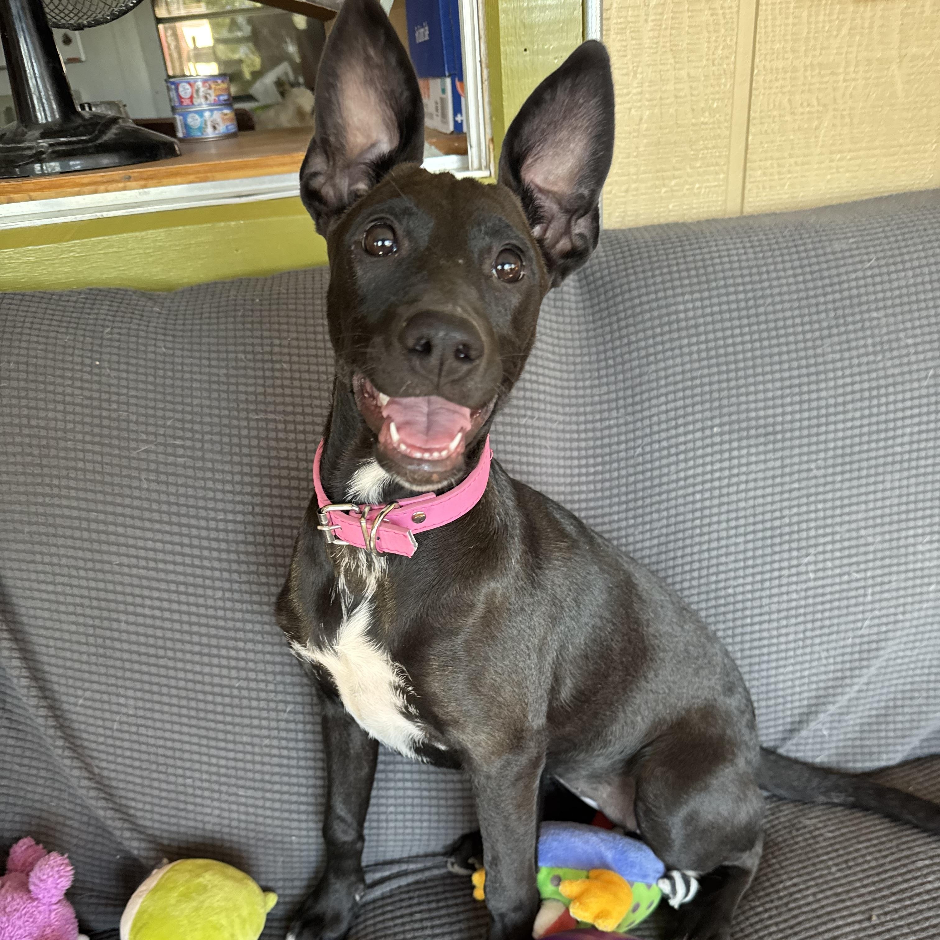 Enlarge Janet, a Adoptable mixed breed in Williamsburg, NM image 2/6