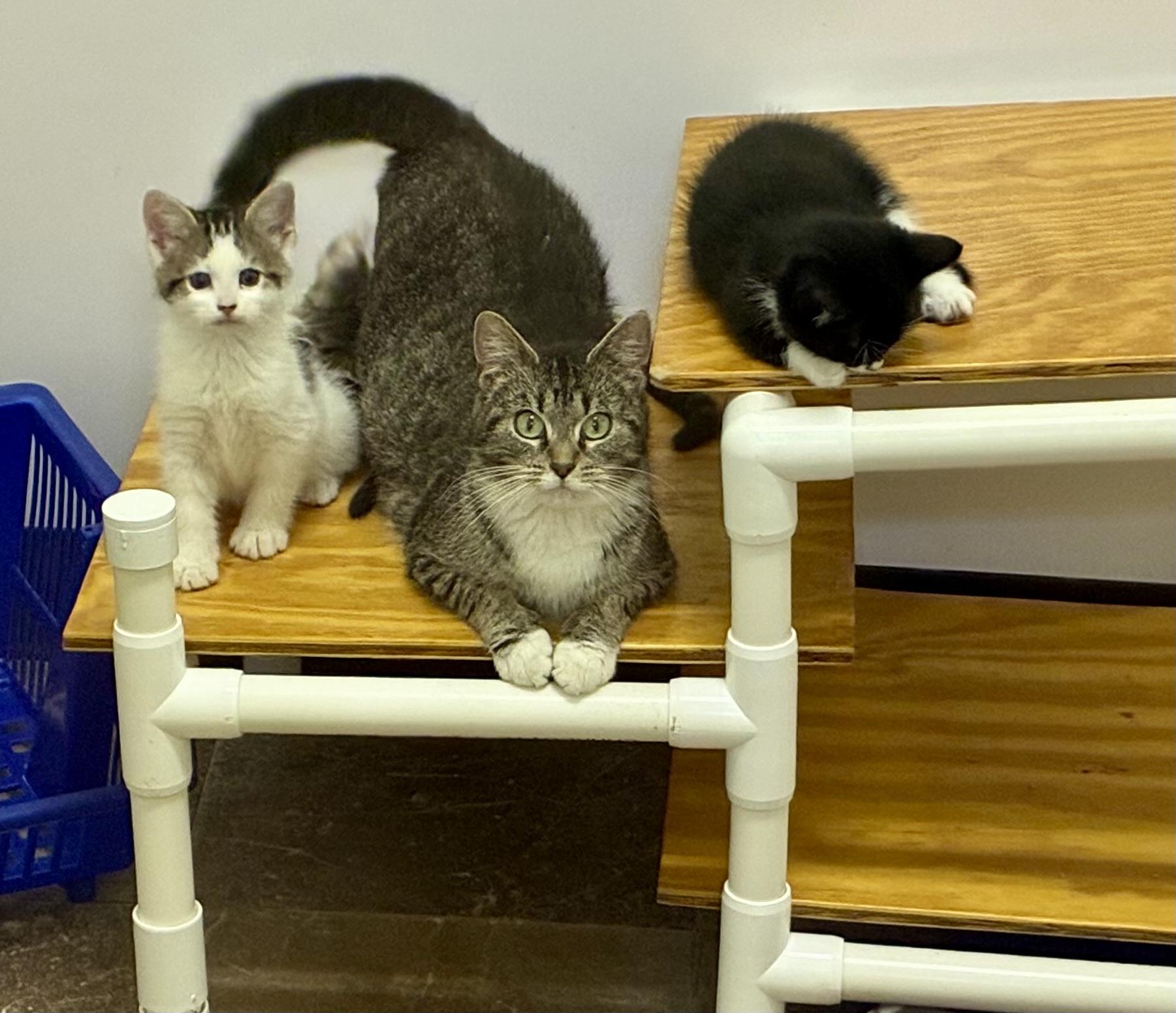 Enlarge SOCKS, a ADOPTABLE Domestic Short Hair in Louisa, KY image 2/2