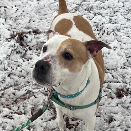 Wisteria, Adoptable, Adult Female Mixed Breed & Mixed Breed.