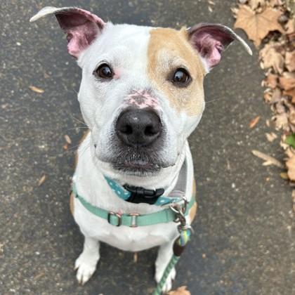 Enlarge Wisteria, a Adoptable mixed breed in Richmond, VA image 2/3