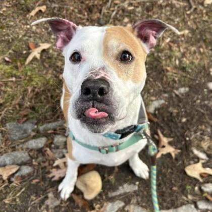 Enlarge Wisteria, a Adoptable mixed breed in Richmond, VA image 3/3