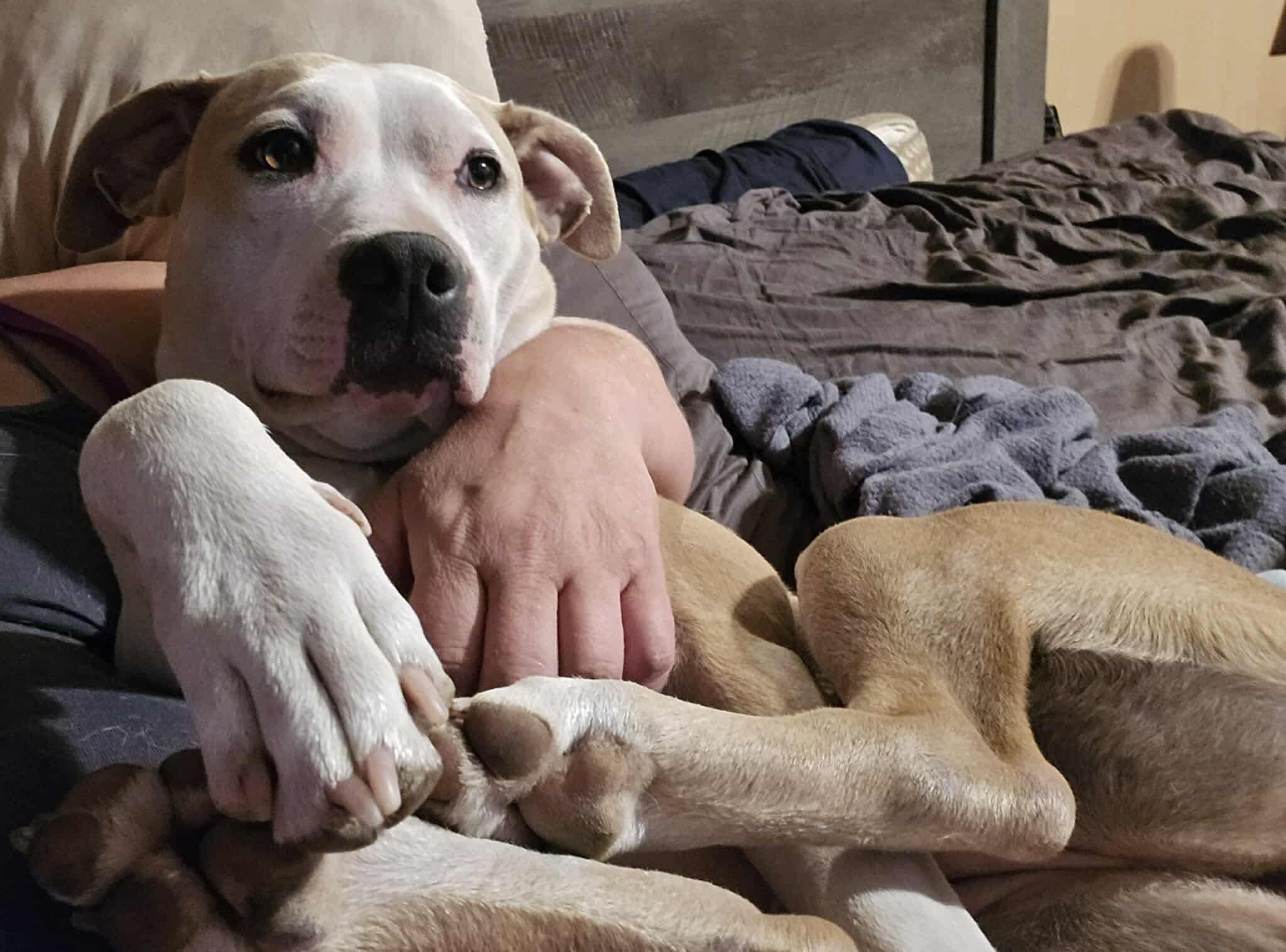 Diamond (Foster Needed)