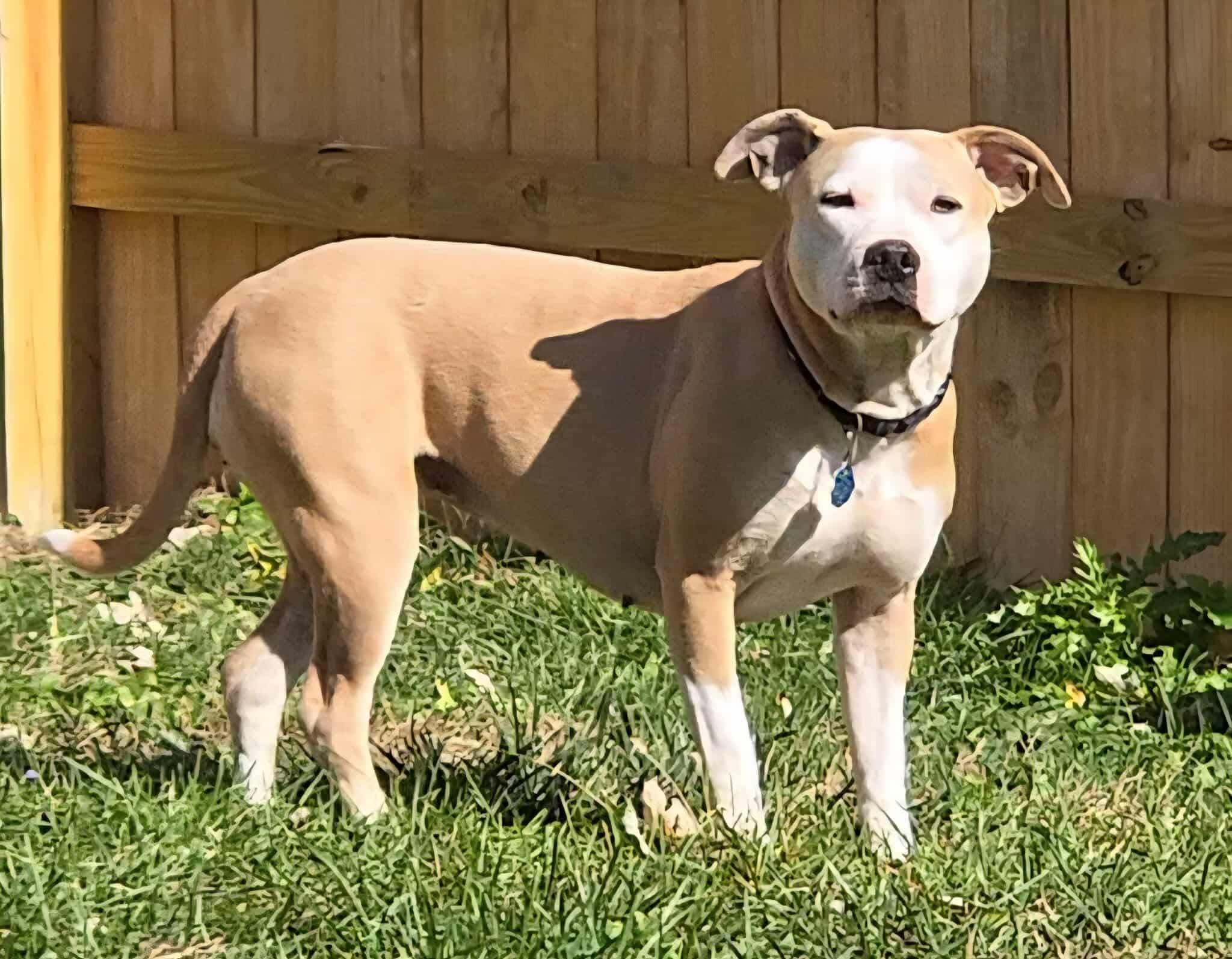 Diamond (Foster Needed)