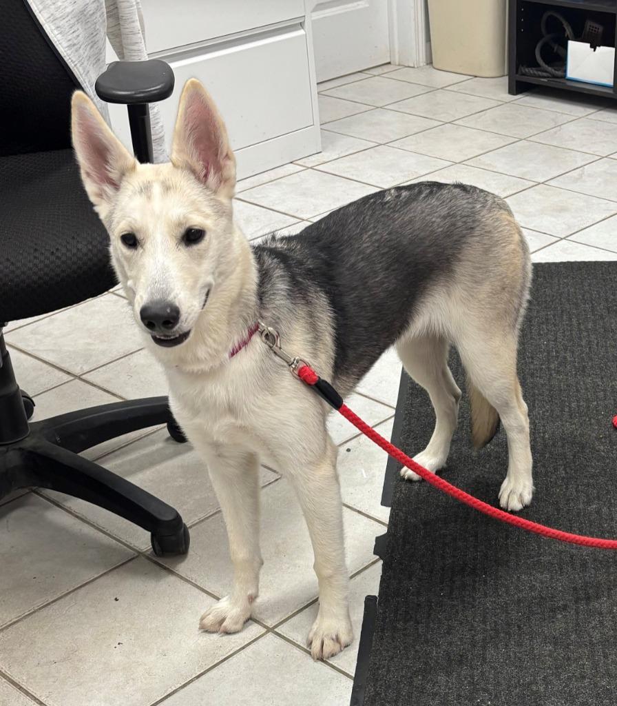 PIPER, Adoptable, Puppy Female German Shepherd Dog & Husky.