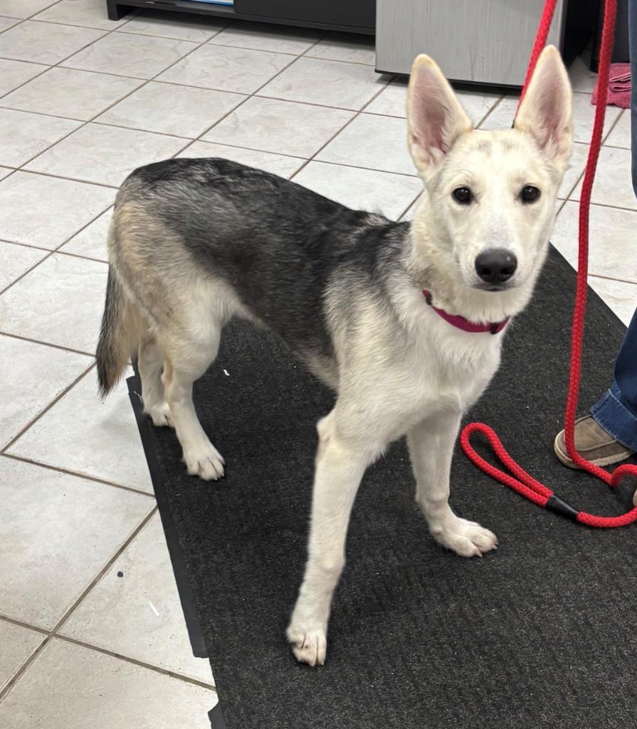 PIPER, a Adoptable mixed breed in Hastings, MI image 2/2