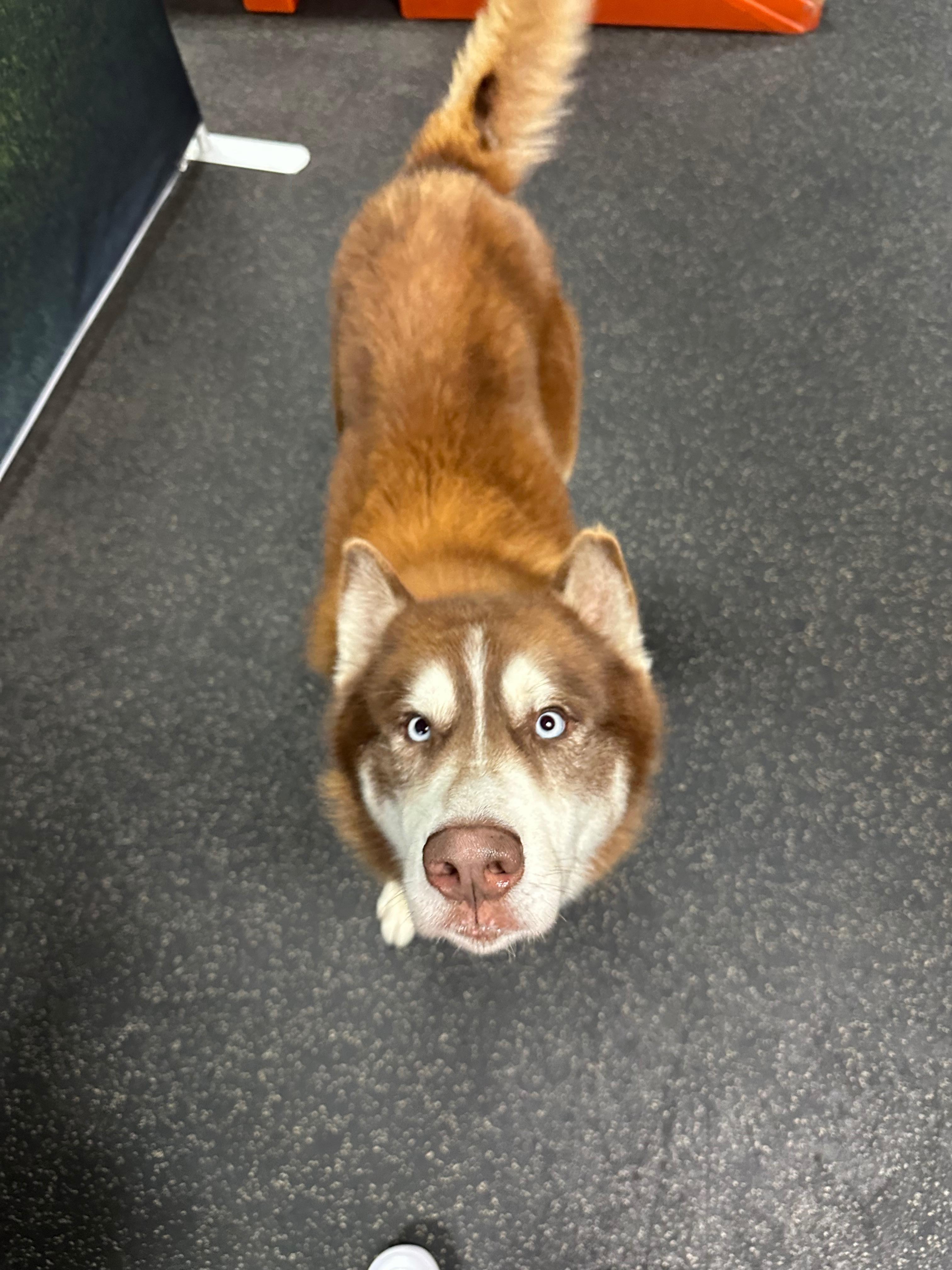 Samson, a Adoptable Siberian Husky in Carrollton, TX image 2/5