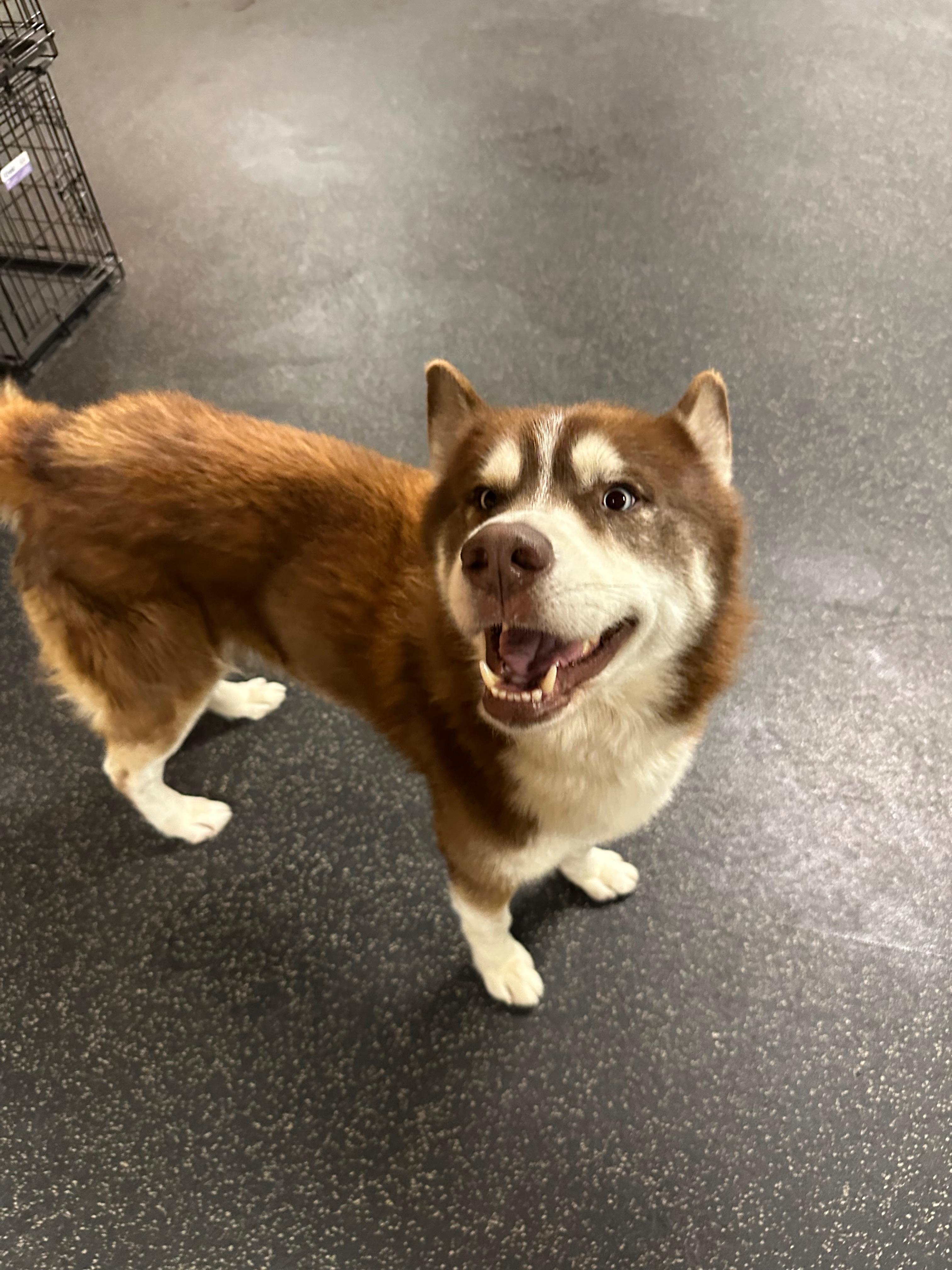 Samson, a Adoptable Siberian Husky in Carrollton, TX image 3/5