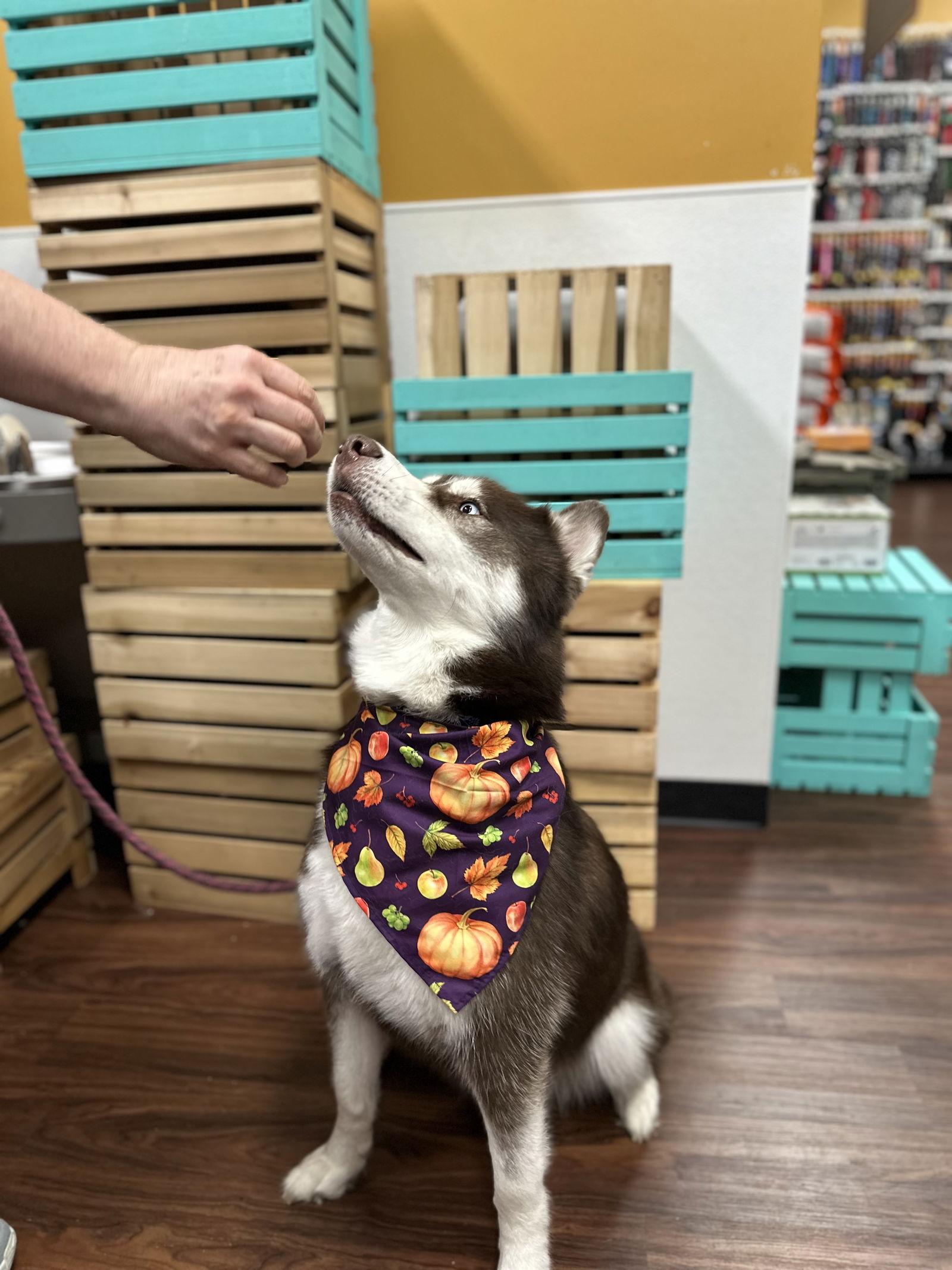 Samson, Adoptable, Adult Male Siberian Husky.