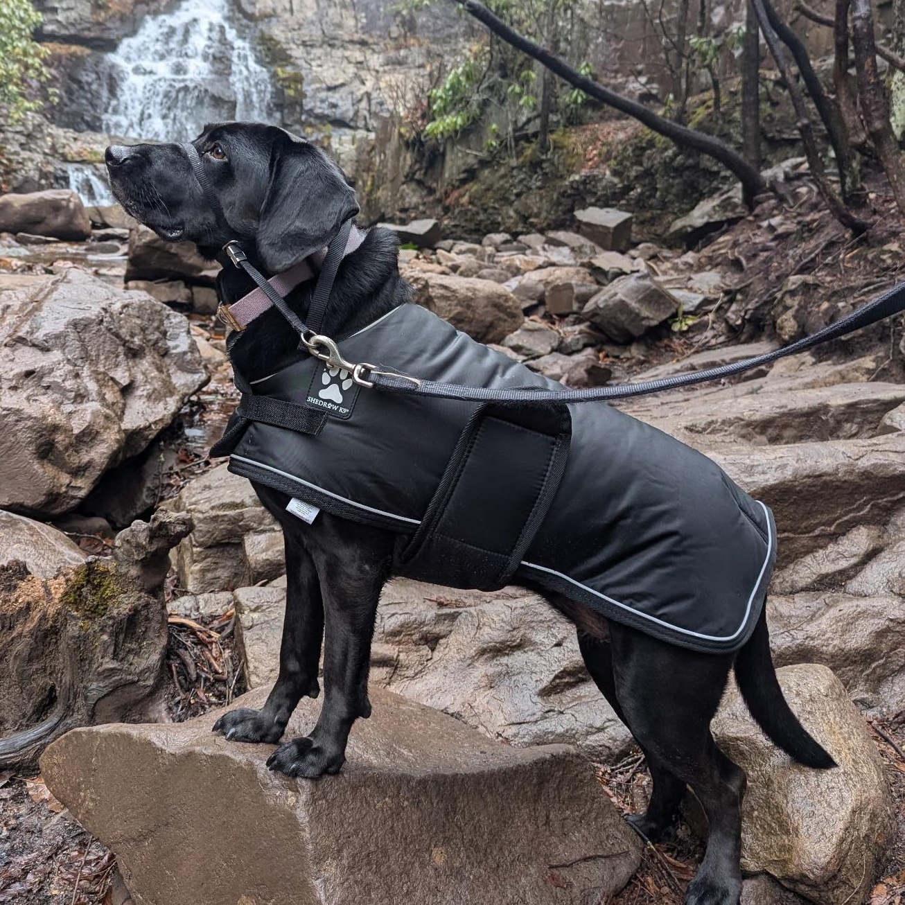 Enlarge Lucy, a ADOPTABLE mixed breed in Warrington, PA image 3/6