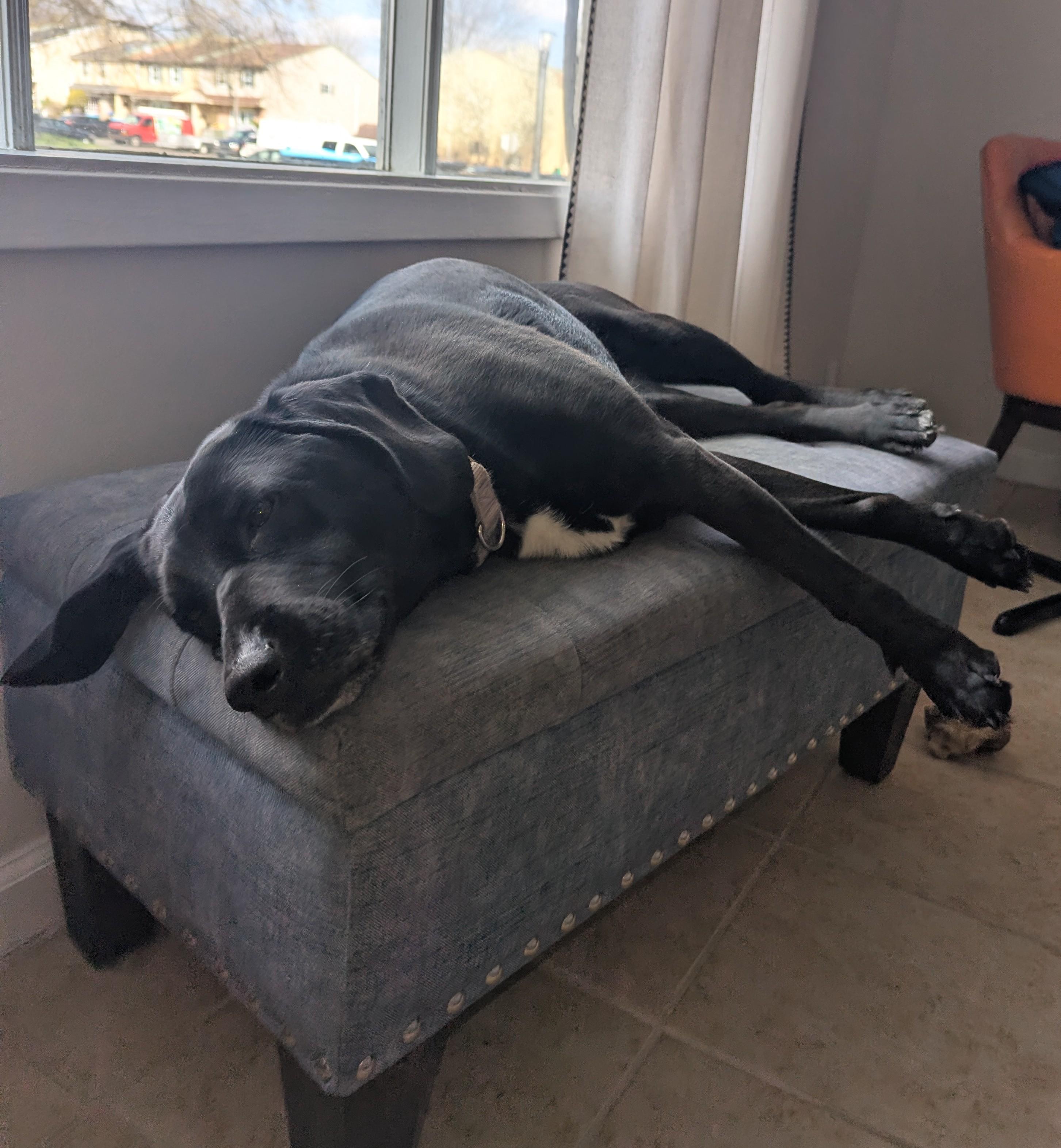 Enlarge Lucy, a ADOPTABLE mixed breed in Warrington, PA image 6/6