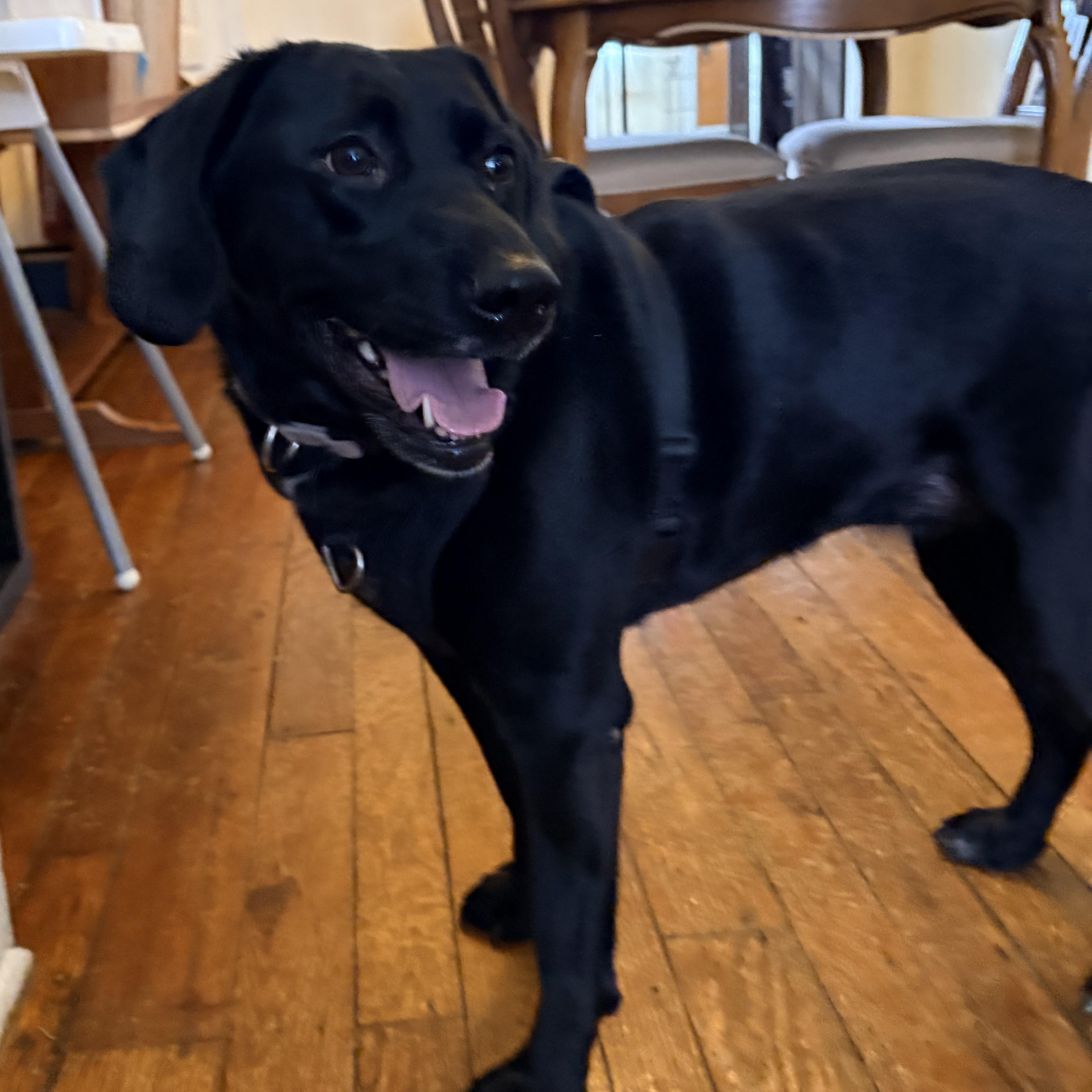 Enlarge Lucy, a ADOPTABLE mixed breed in Warrington, PA image 6/6