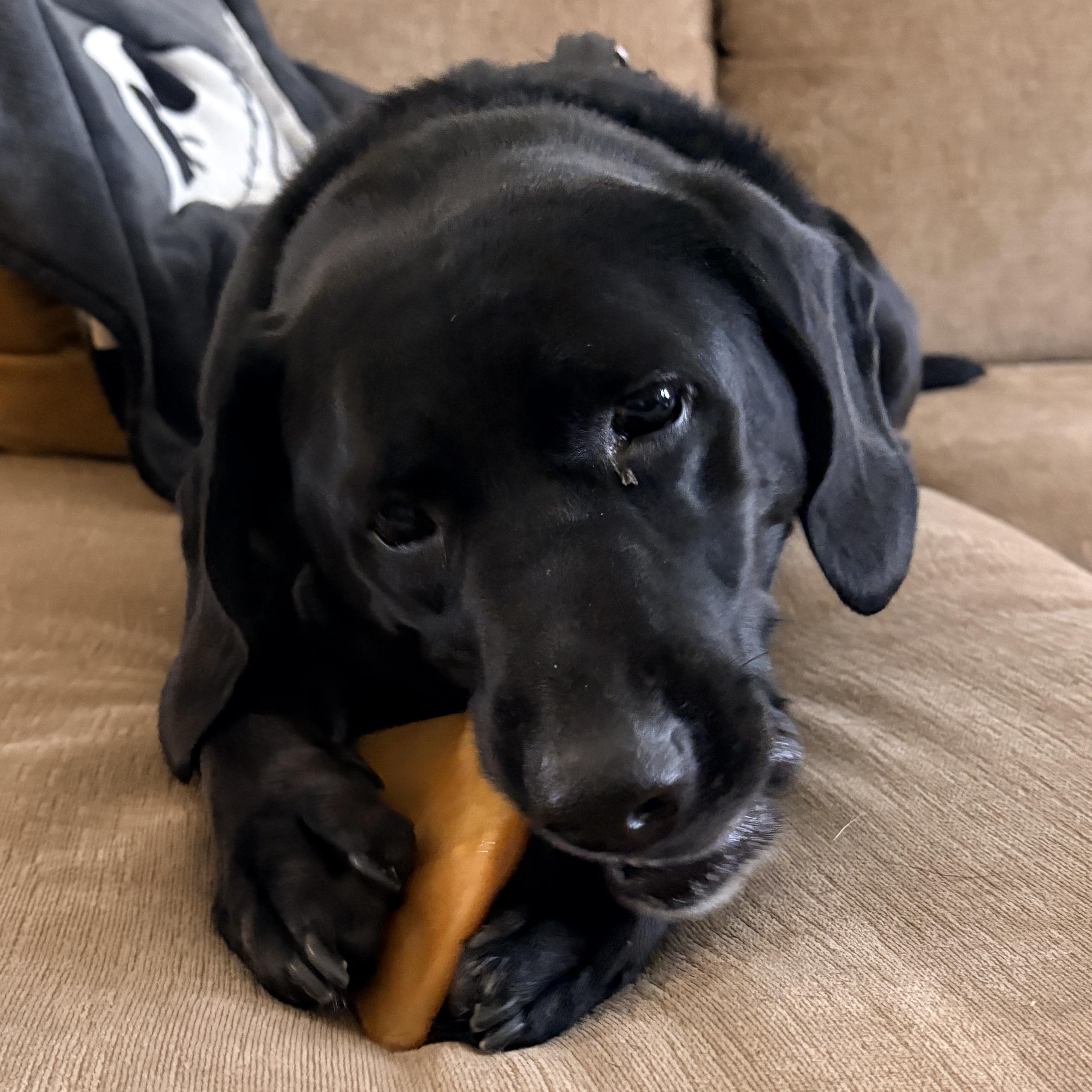 Enlarge Lucy, a ADOPTABLE mixed breed in Warrington, PA image 5/6