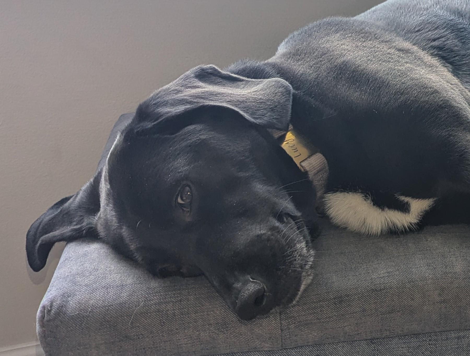 Lucy, ADOPTABLE, Adult Female Labrador Retriever & Hound.