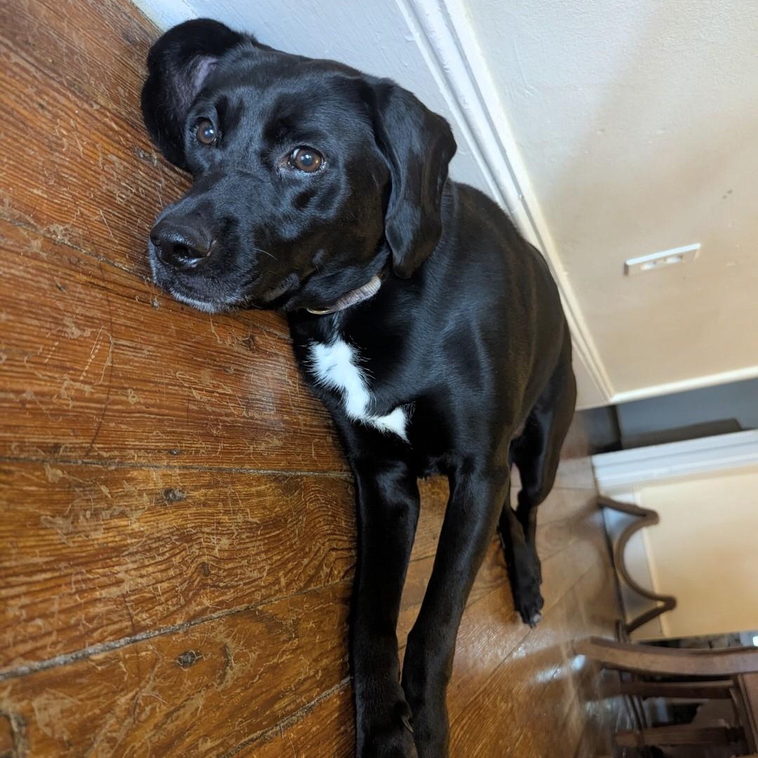 Enlarge Lucy, a ADOPTABLE mixed breed in Warrington, PA image 2/6