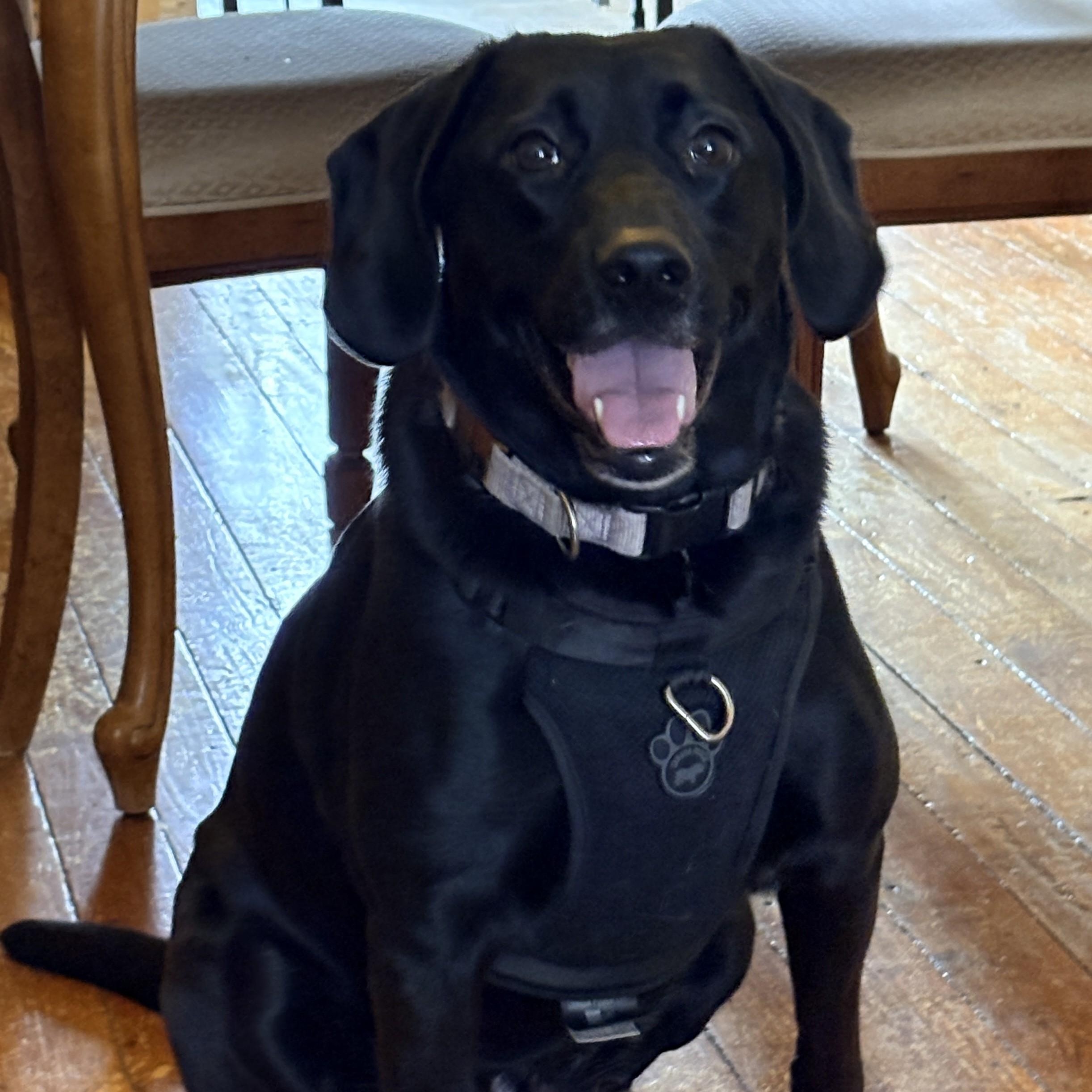 Enlarge Lucy, a ADOPTABLE mixed breed in Warrington, PA image 1/6