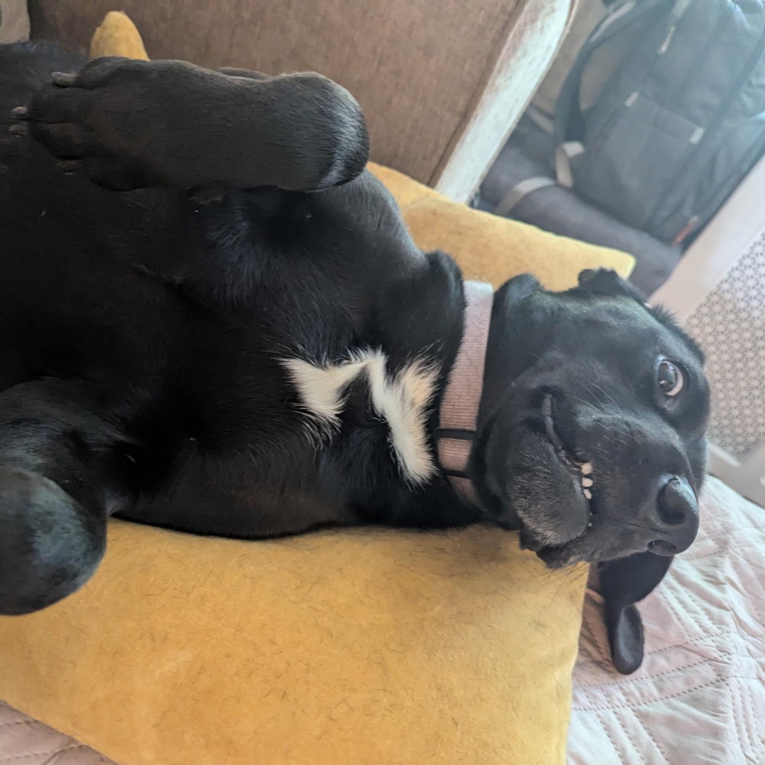 Enlarge Lucy, a ADOPTABLE mixed breed in Warrington, PA image 4/6