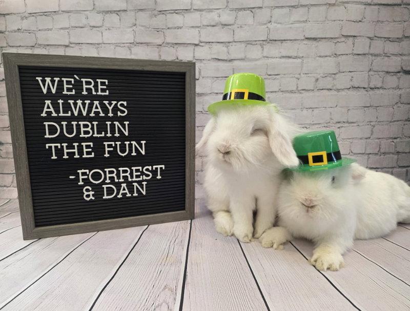 Dan, Adoptable, Adult Male Lionhead.