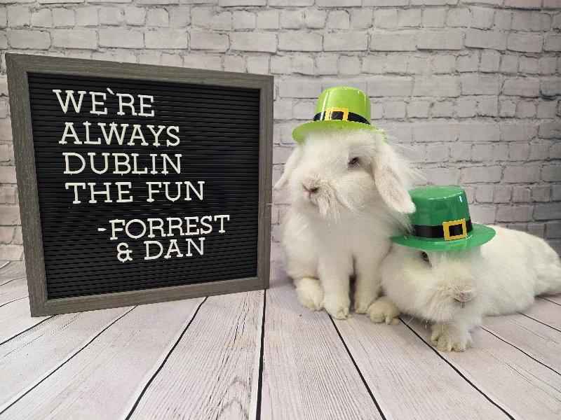 Enlarge Dan, a Adoptable Lionhead in Columbus, OH image 2/3