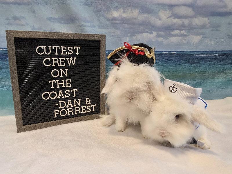 Enlarge Dan, a Adoptable Lionhead in Columbus, OH image 3/3