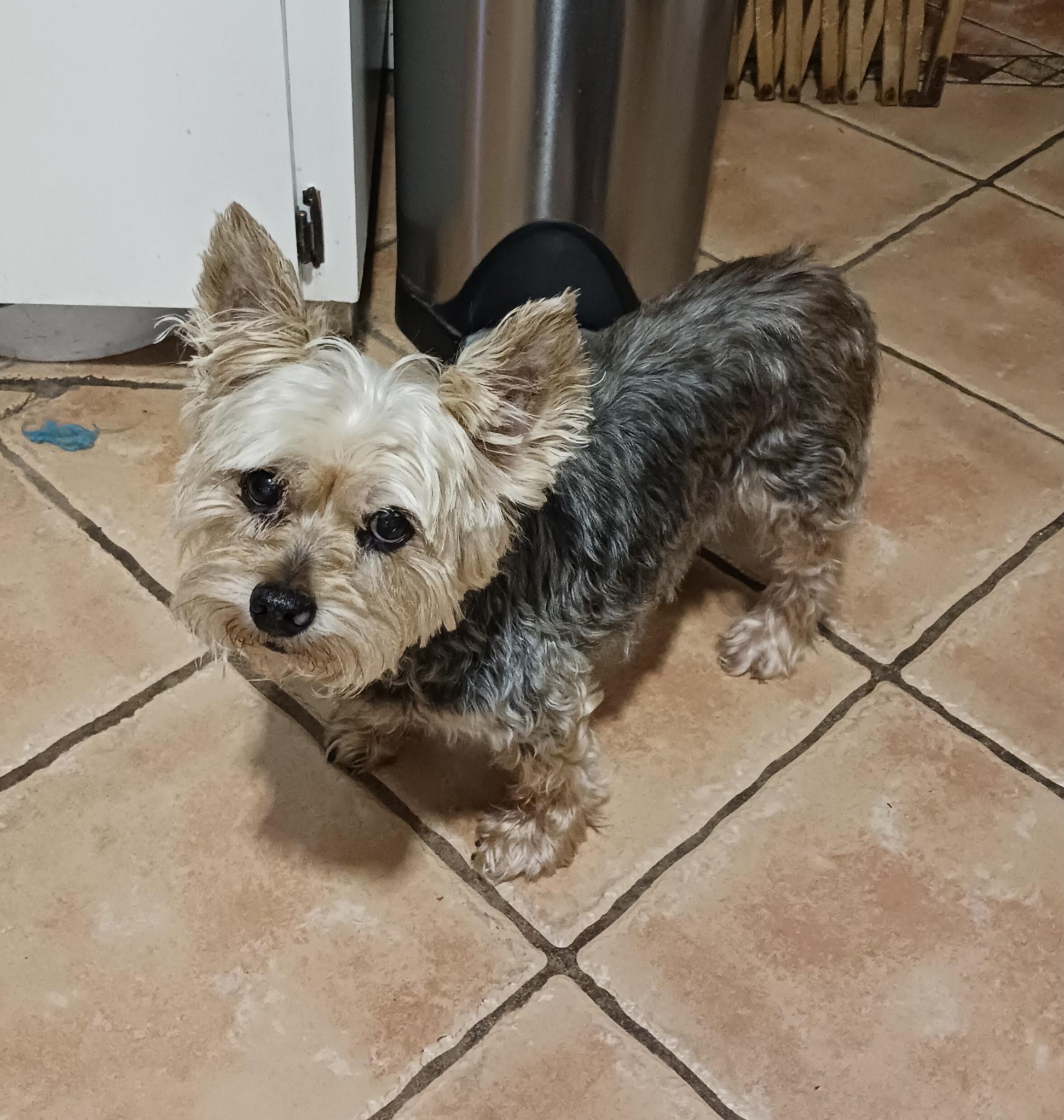 Enlarge Abby, an adopted Yorkshire Terrier in Tampa, FL image 3/4