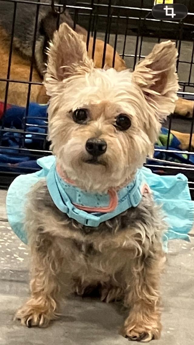 Abby, adopted, Adult Female Yorkshire Terrier.