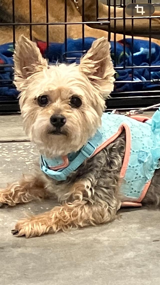 Enlarge Abby, an adopted Yorkshire Terrier in Tampa, FL image 2/4