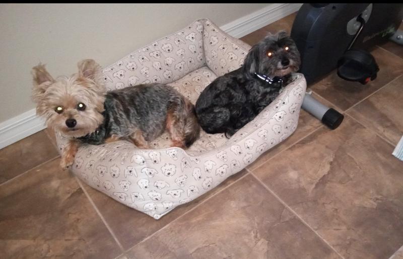 Enlarge Abby, an adopted Yorkshire Terrier in Tampa, FL image 4/4