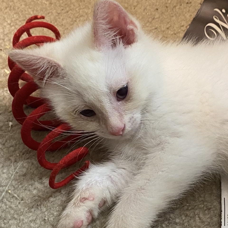 Puff, ADOPTABLE, Kitten Male American Shorthair.