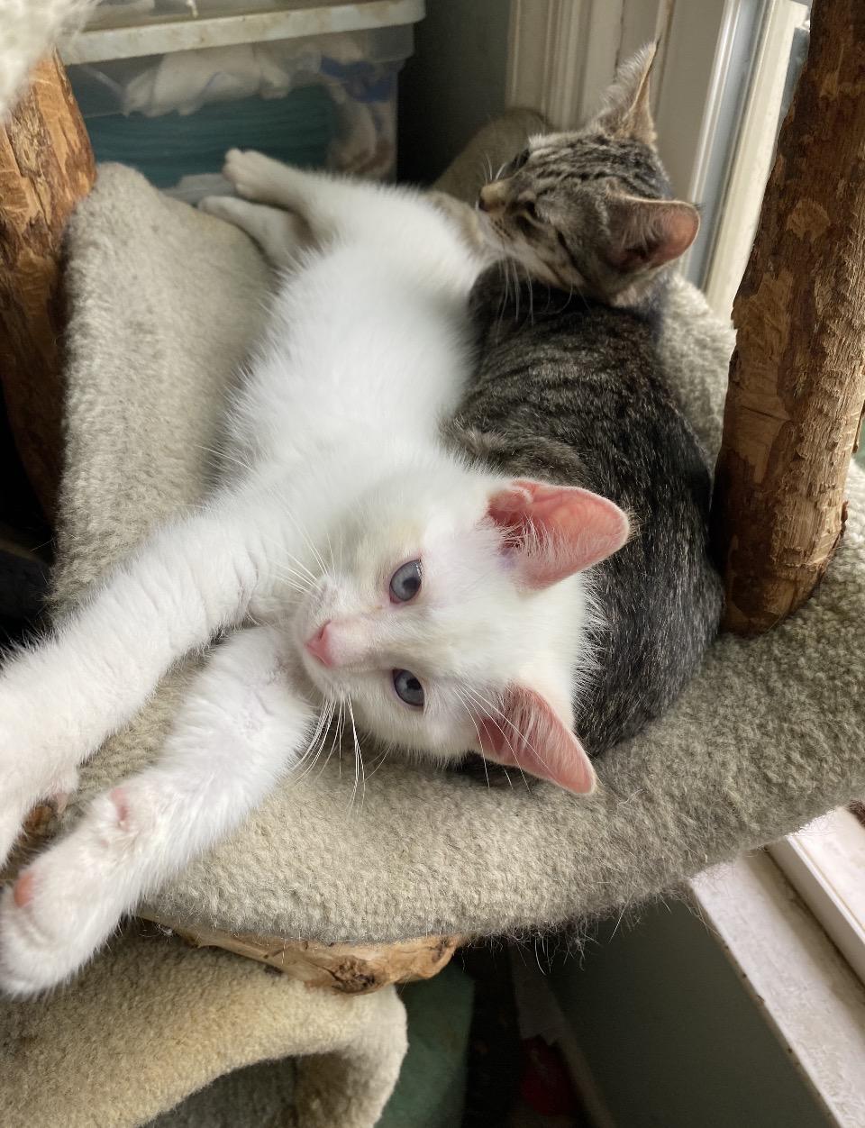 Puff, a ADOPTABLE American Shorthair in Philadelphia, PA image 4/6