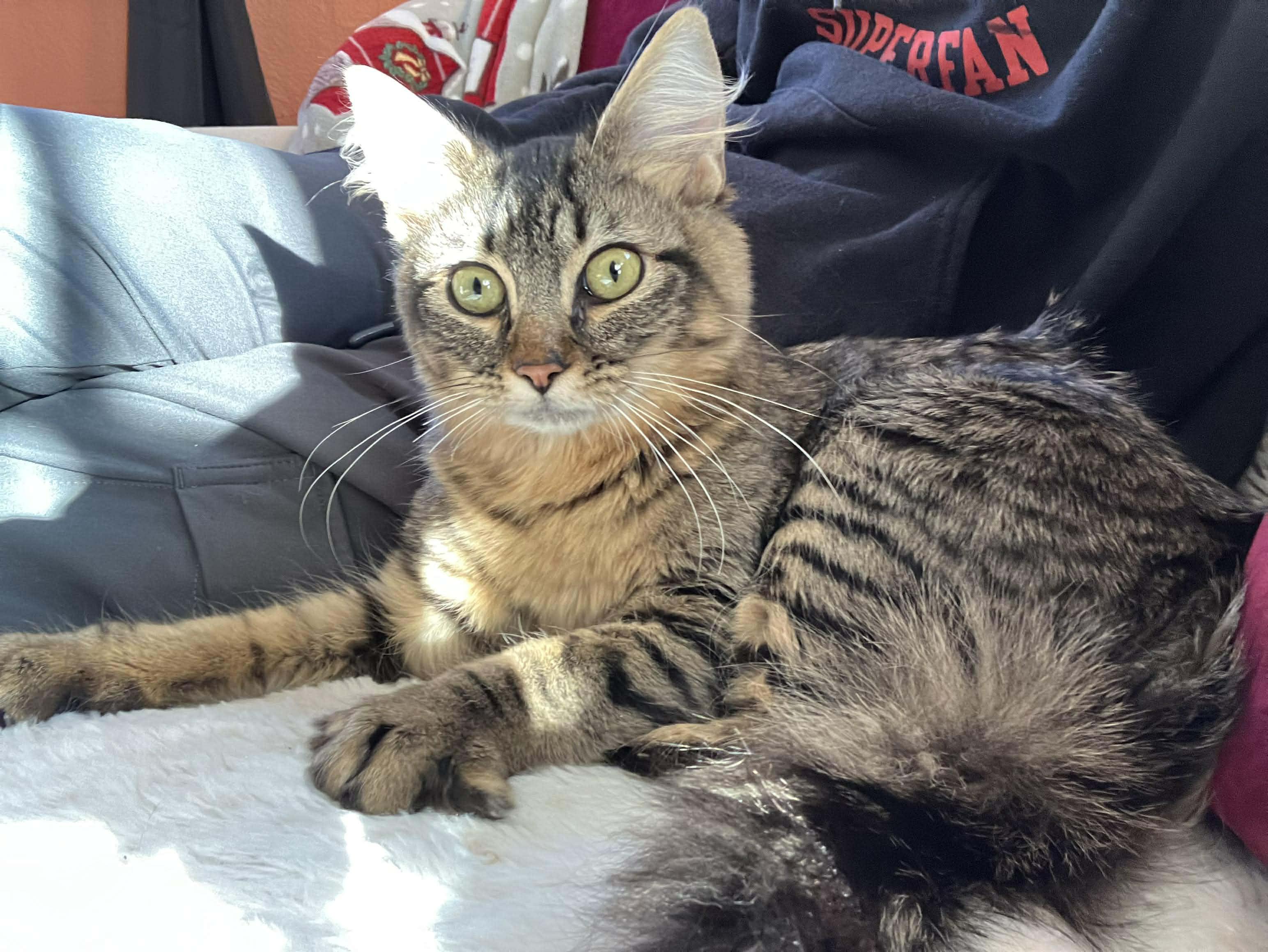 Enlarge  Panini - Ultra sweet velcro kitty, a Adoptable Domestic Medium Hair in Muskego, WI image 1/6