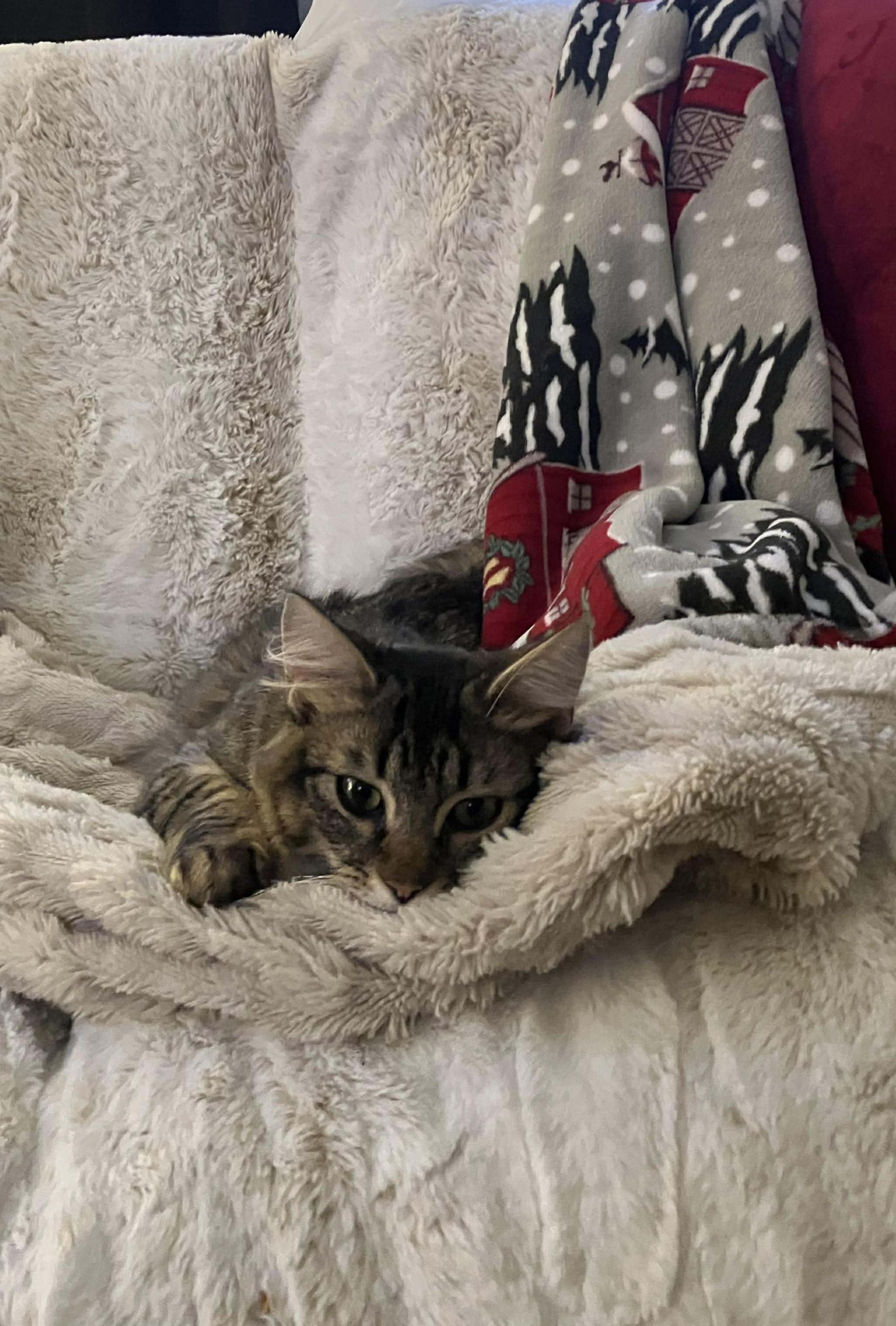 Enlarge  Panini - Ultra sweet velcro kitty, a Adoptable Domestic Medium Hair in Muskego, WI image 2/6