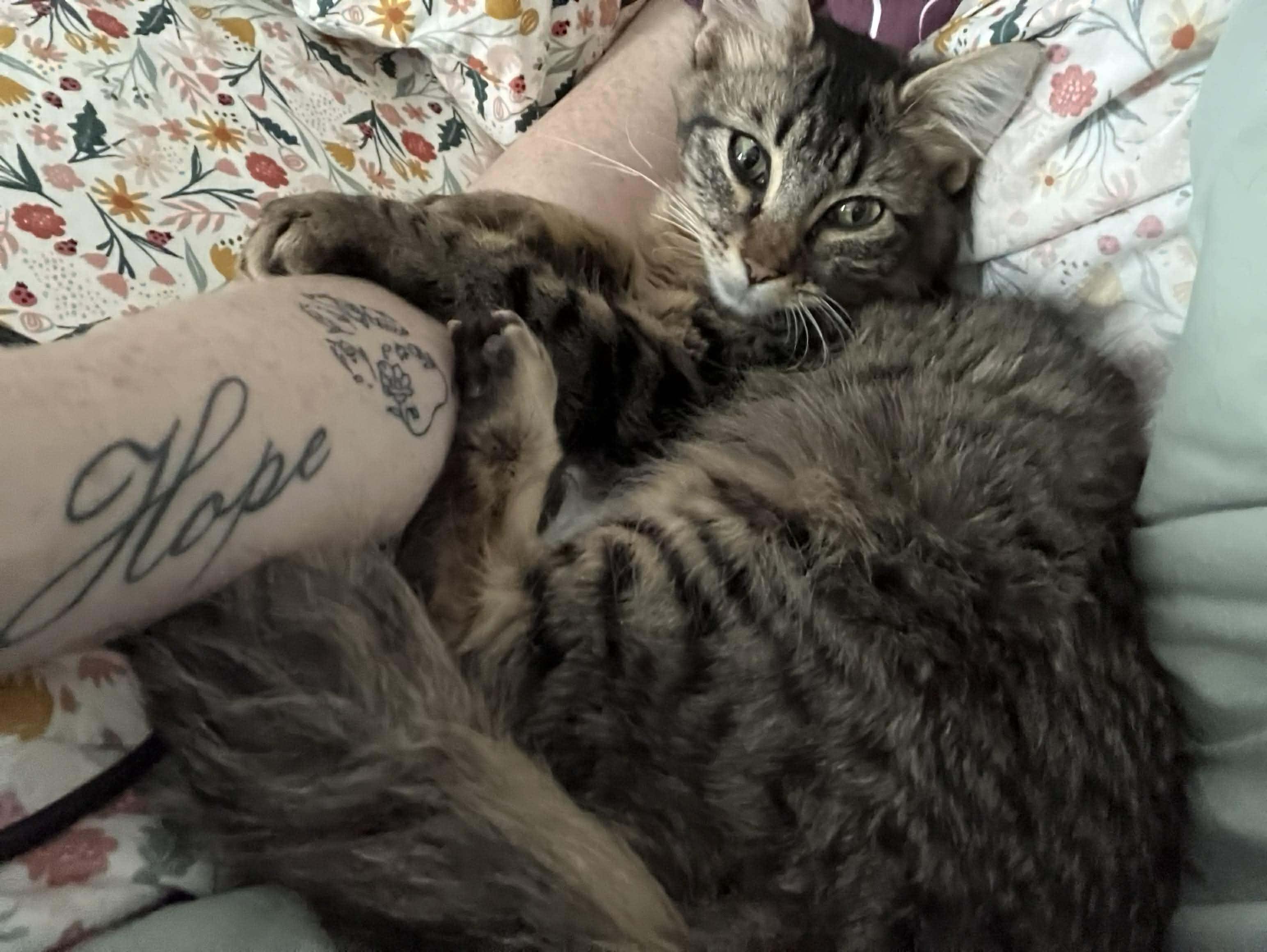 Enlarge  Panini - Ultra sweet velcro kitty, a Adoptable Domestic Medium Hair in Muskego, WI image 3/6