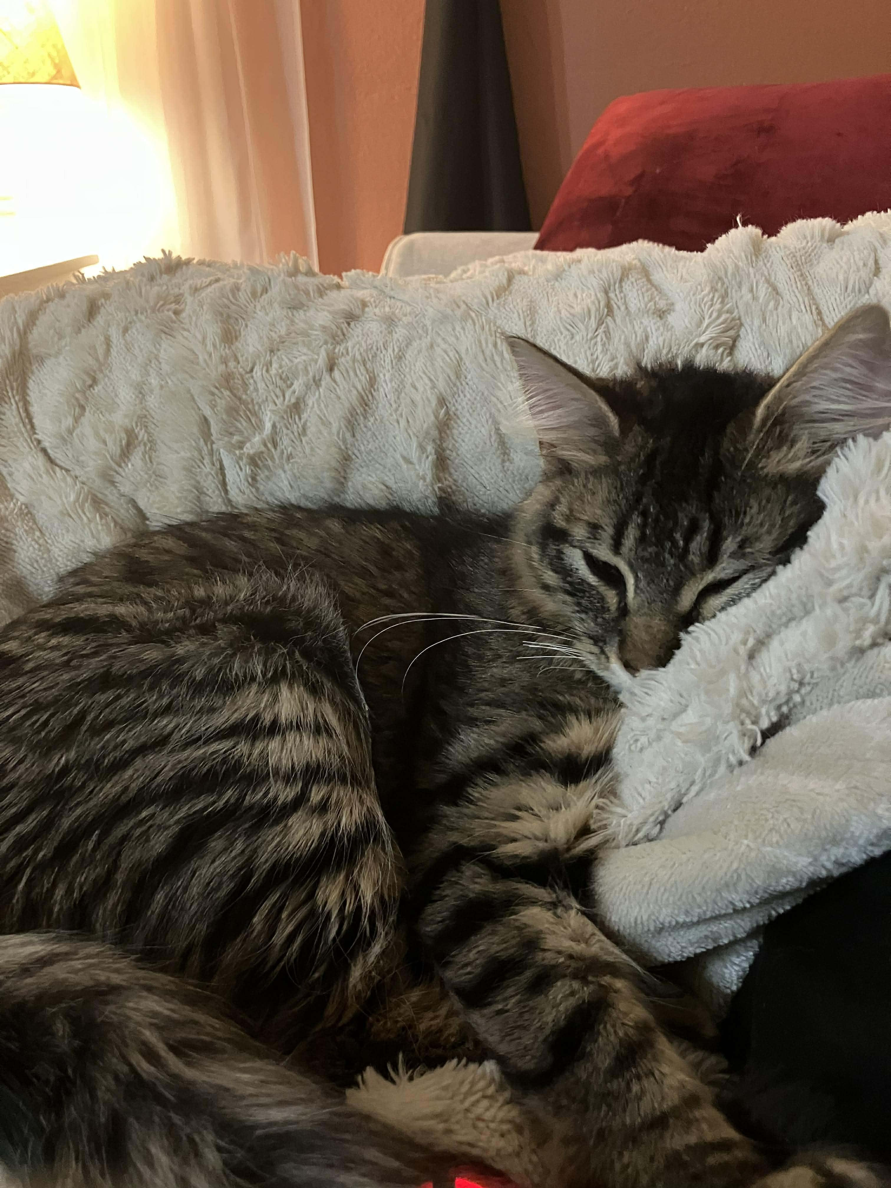 Enlarge  Panini - Ultra sweet velcro kitty, a Adoptable Domestic Medium Hair in Muskego, WI image 5/6