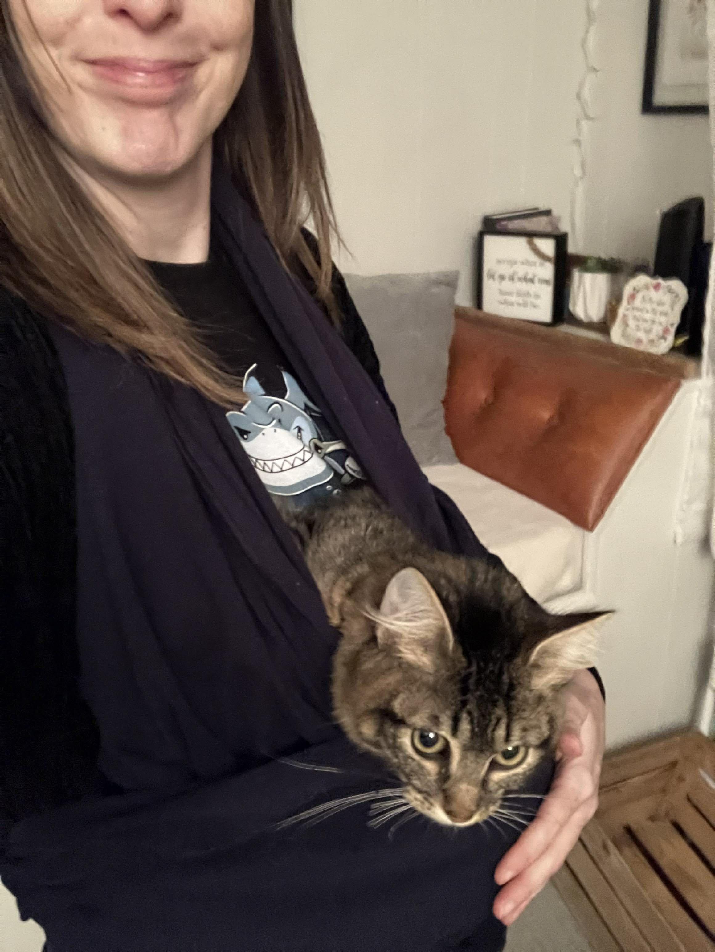 Enlarge  Panini - Ultra sweet velcro kitty, a Adoptable Domestic Medium Hair in Muskego, WI image 6/6