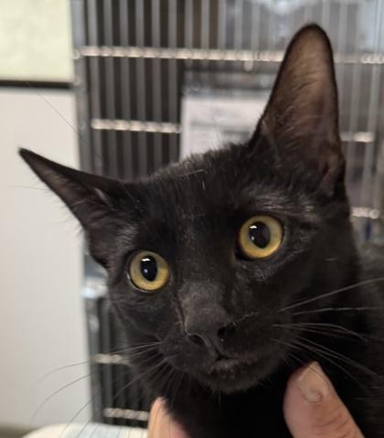 Donnie, Adoptable, Young Male Domestic Short Hair & Domestic Short Hair.