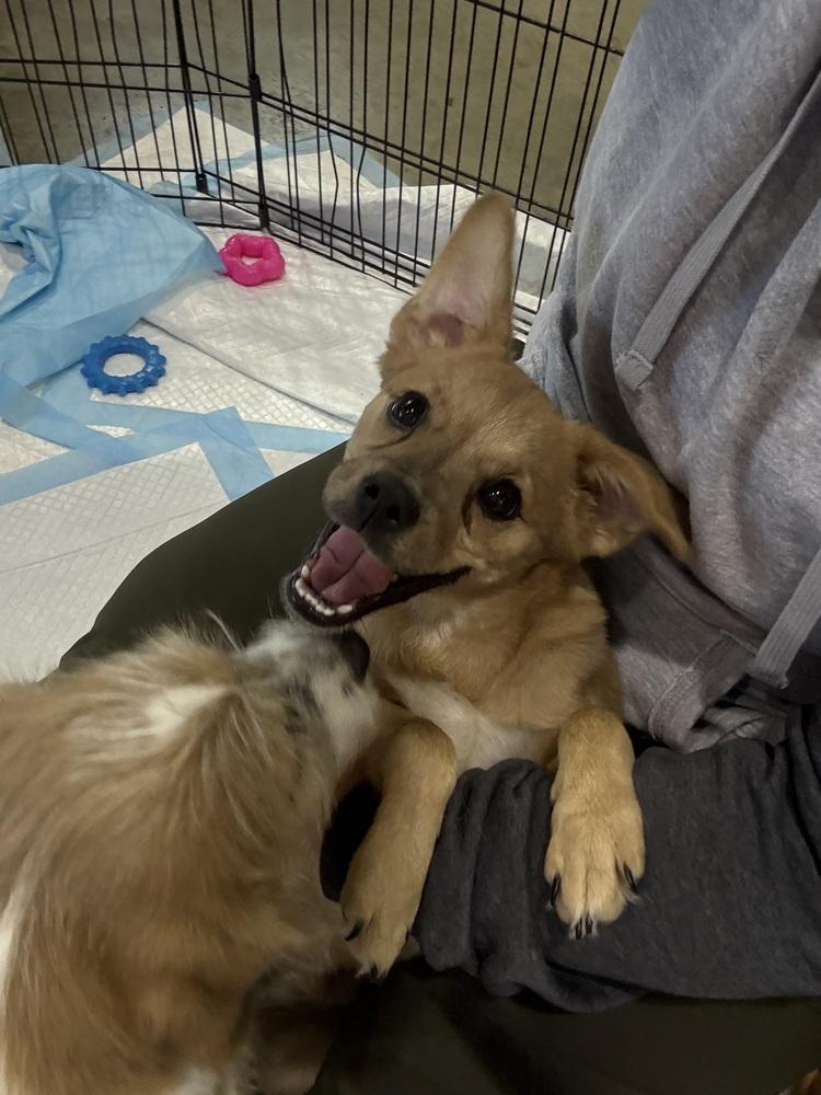 Enlarge Witchy, a Adoptable mixed breed in Cheektowaga, NY image 1/2