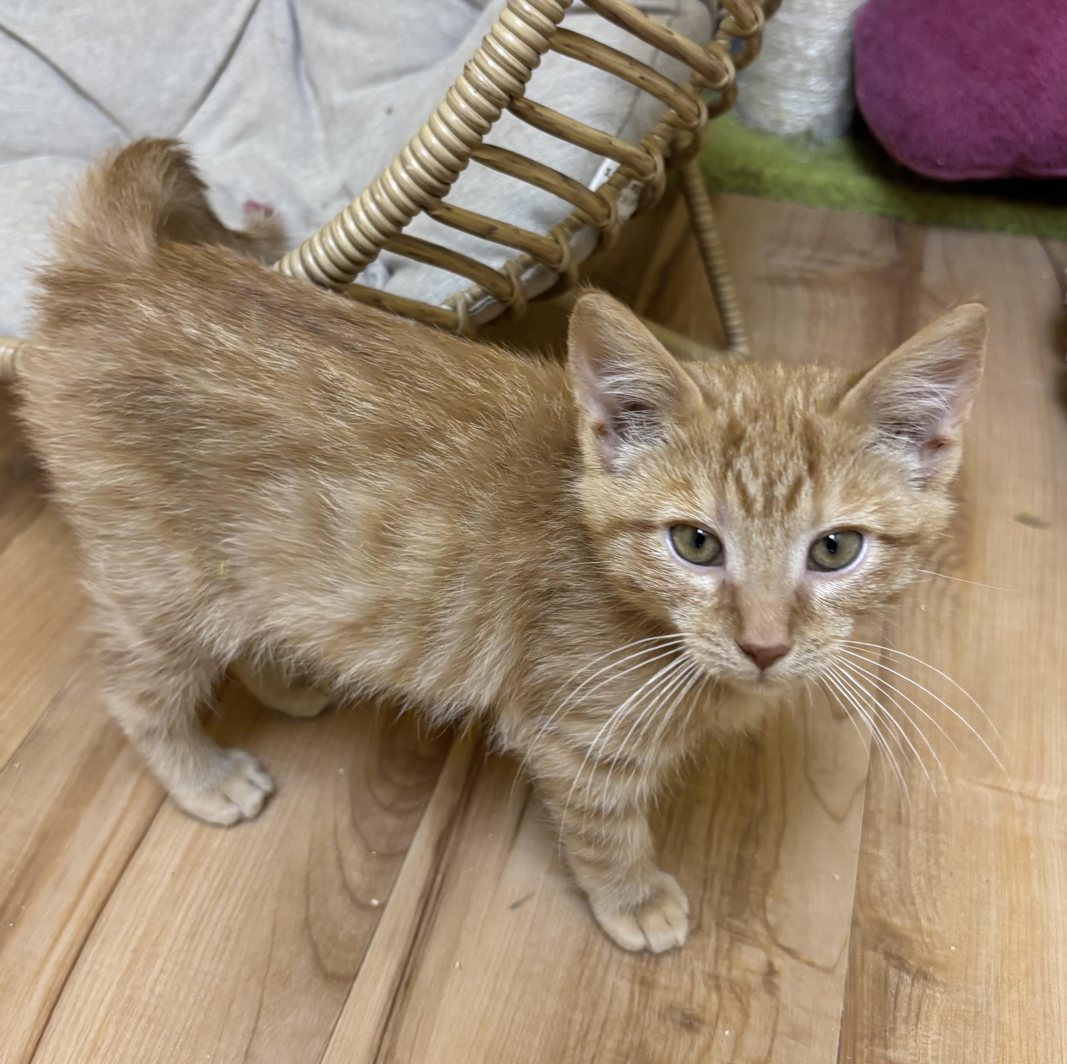 Halo, Adoptable, Kitten Male Domestic Short Hair.