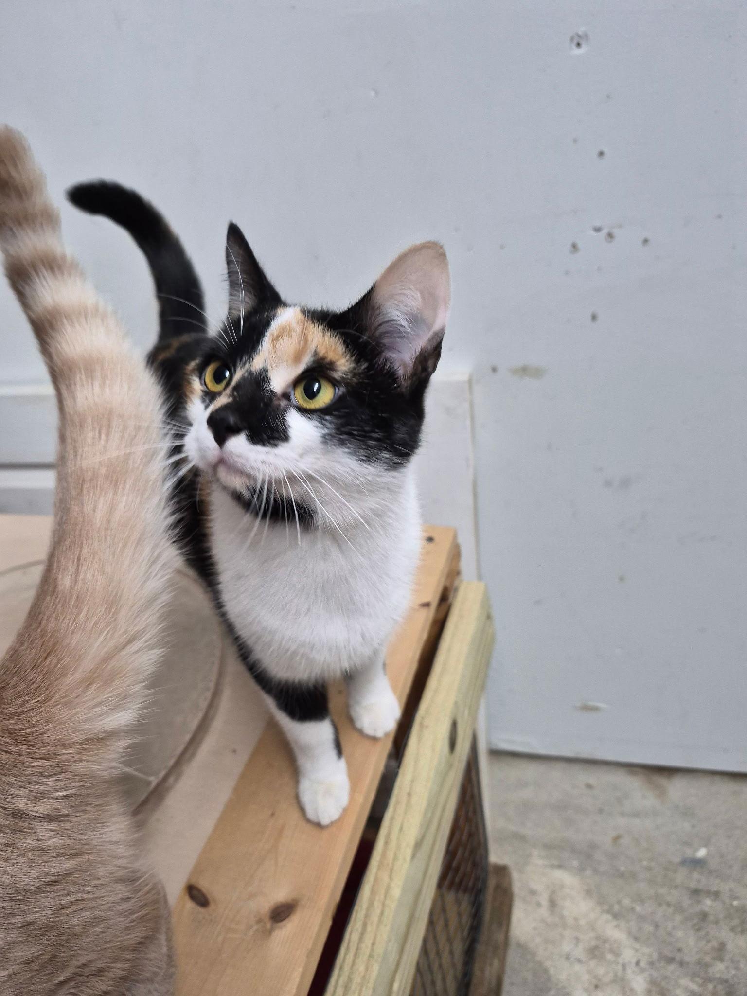 Galadriel, a Adoptable mixed breed in Georgetown, KY image 1/3