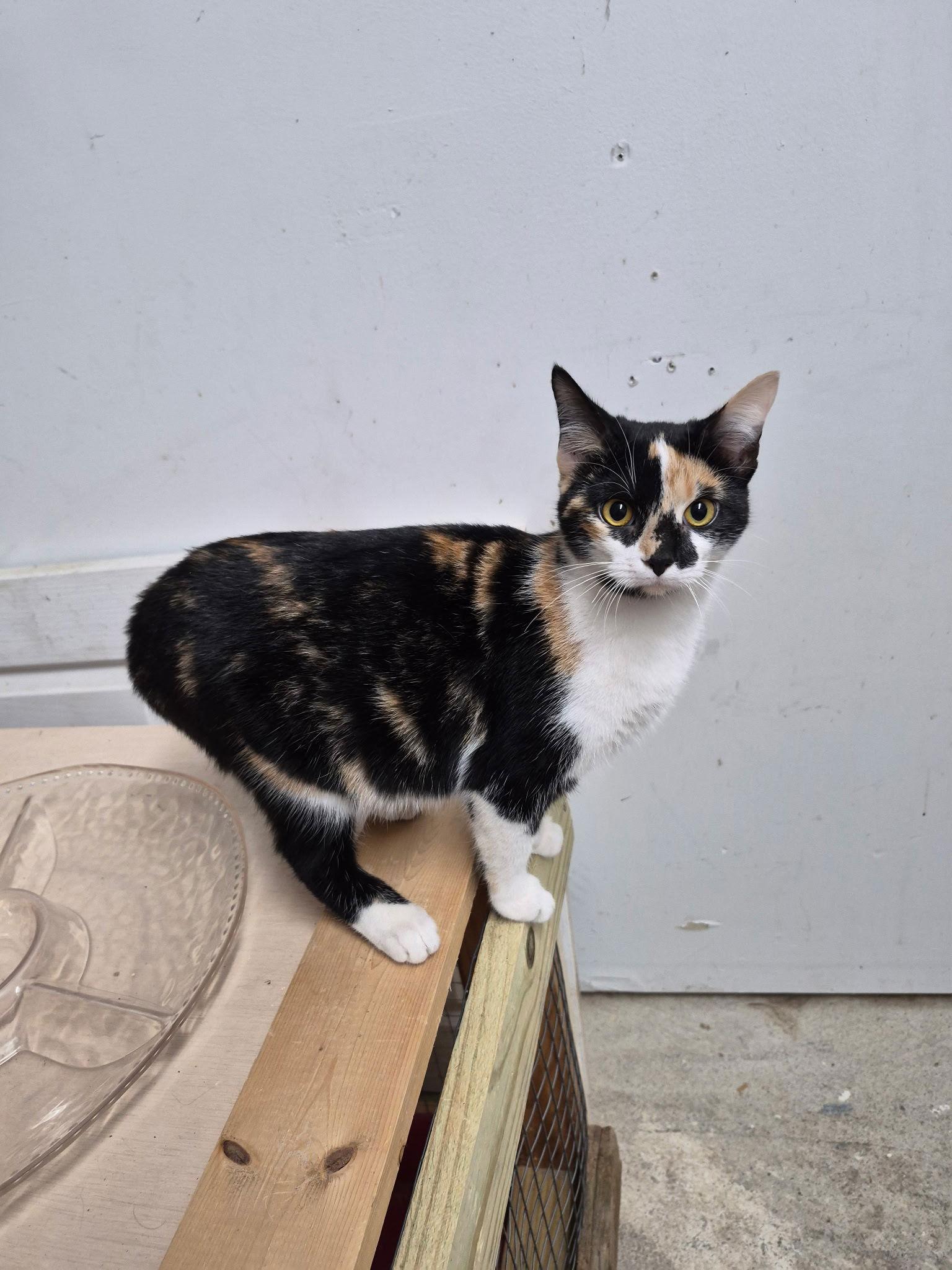 Galadriel, Adoptable, Kitten Female Calico & Domestic Short Hair.