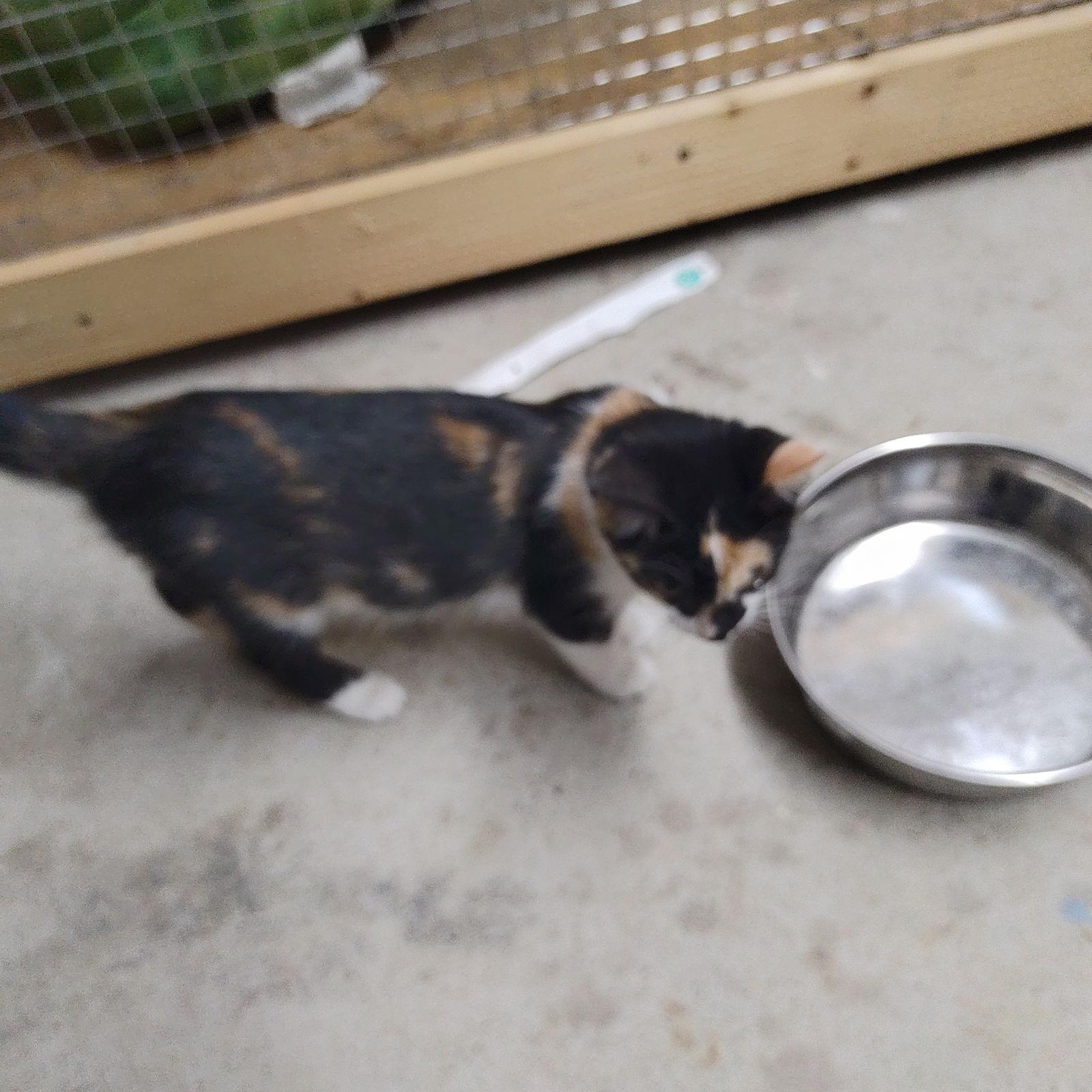 Galadriel, a Adoptable mixed breed in Georgetown, KY image 3/3