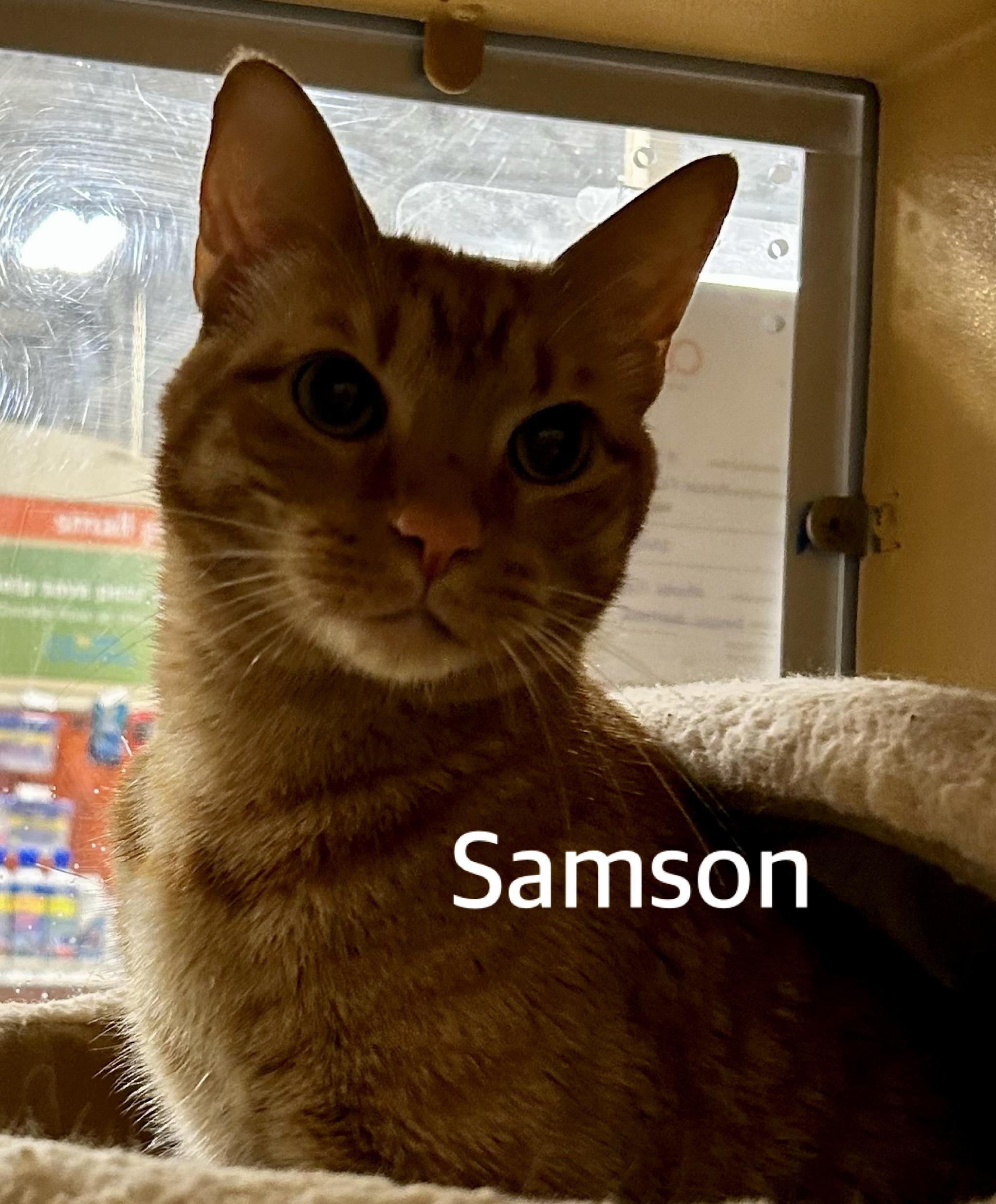 Sampson , ADOPTABLE, Adult Male Domestic Short Hair.