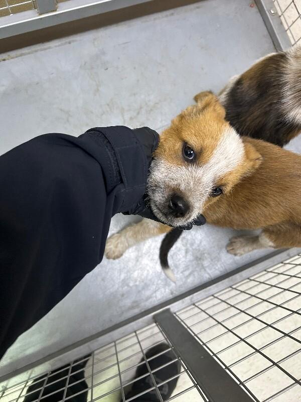 Enlarge Charlie, a Adoptable Mixed Breed in Hobbs, NM image 1/5