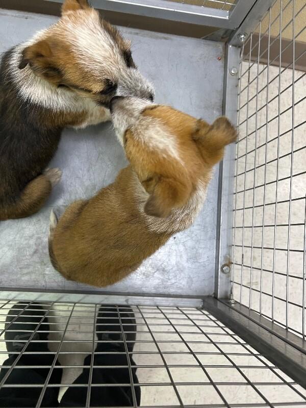 Enlarge Charlie, a Adoptable Mixed Breed in Hobbs, NM image 3/5