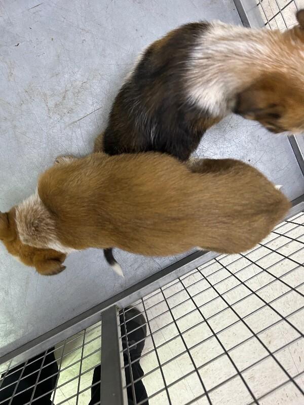 Enlarge Charlie, a Adoptable Mixed Breed in Hobbs, NM image 4/5